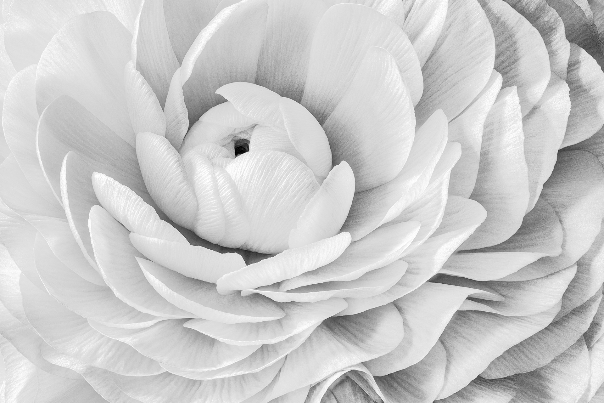 Ranunculus