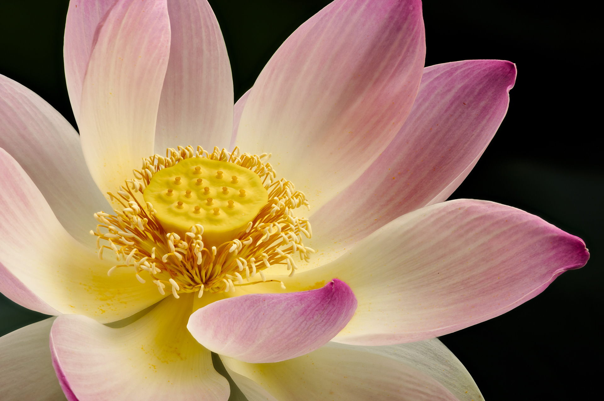Lotus