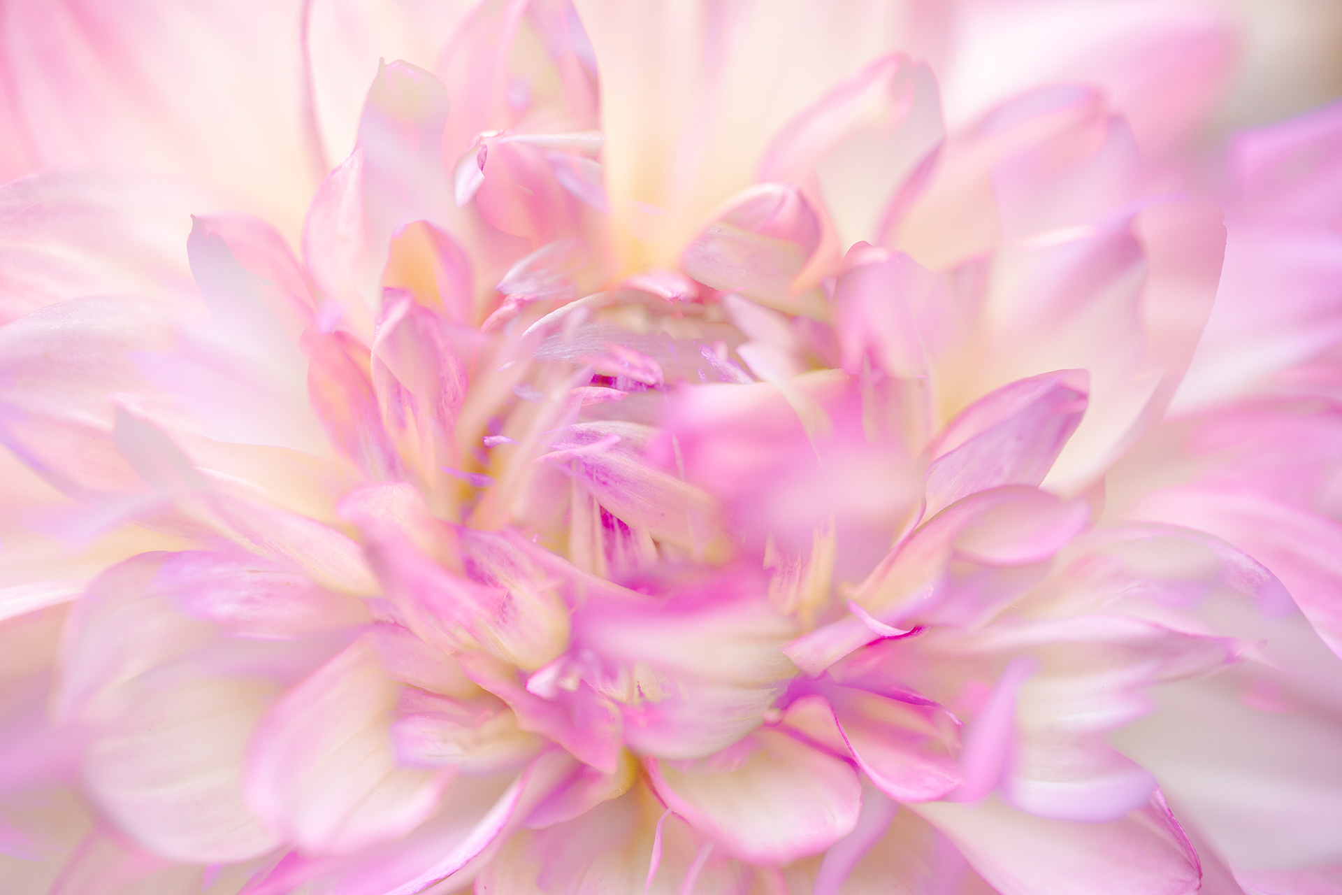 Dahlia Multiple Exposure