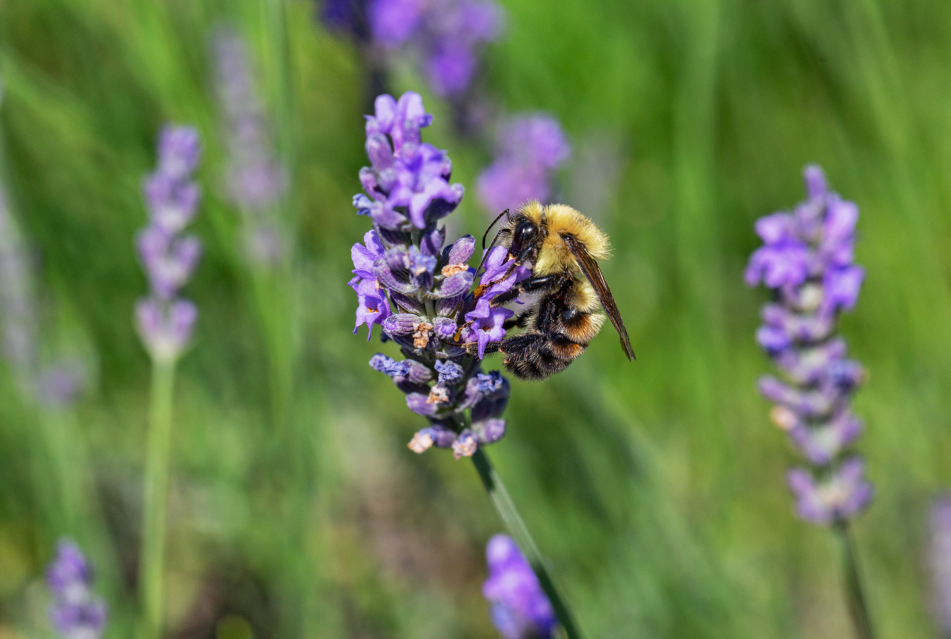 Lavender