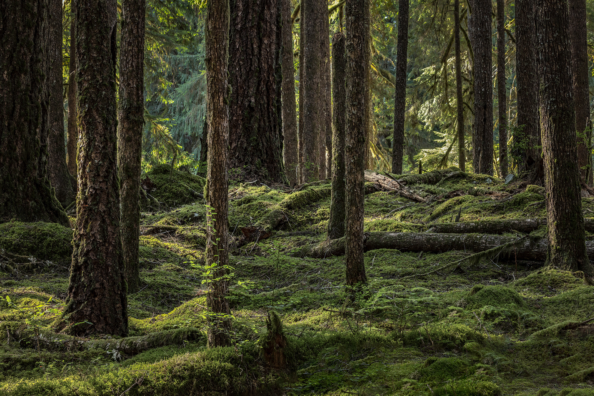 Old Growth Forest