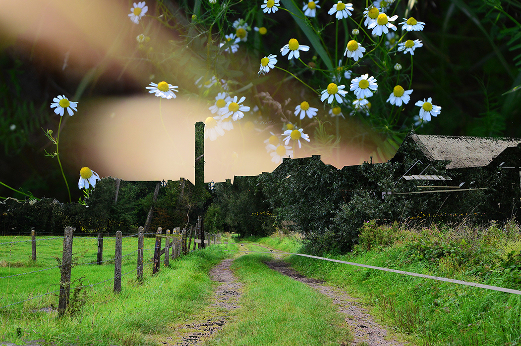 De weg