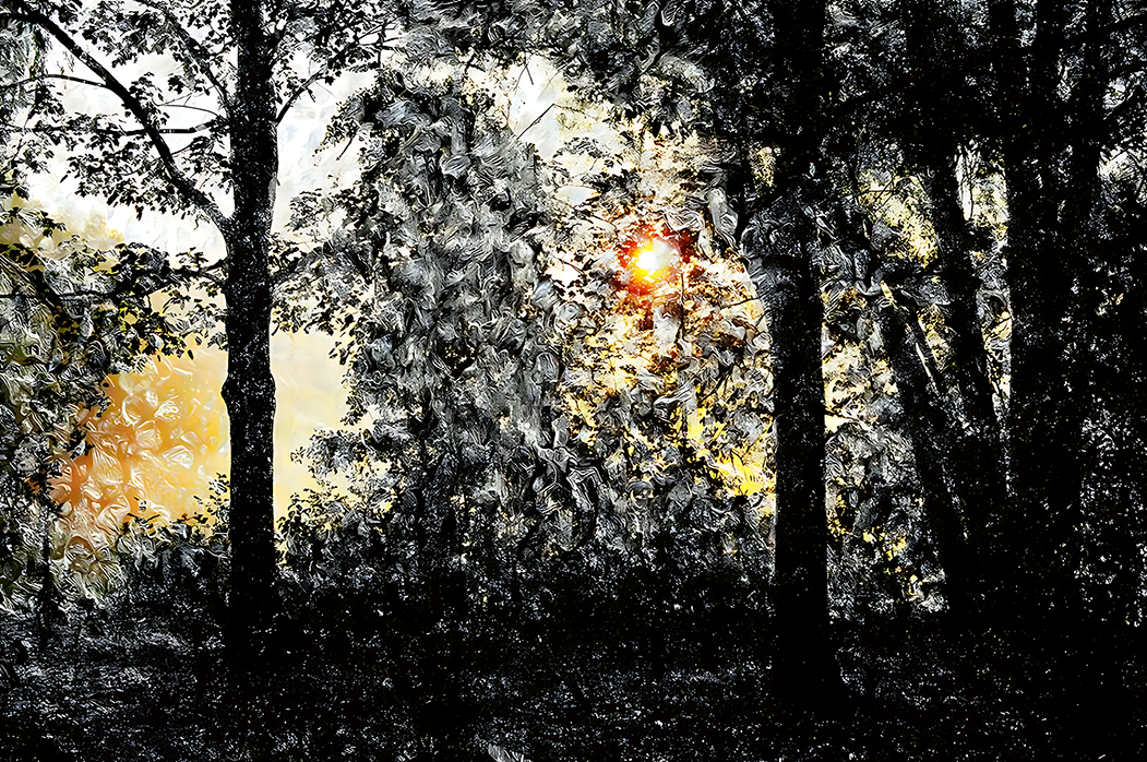 Door De Bomen