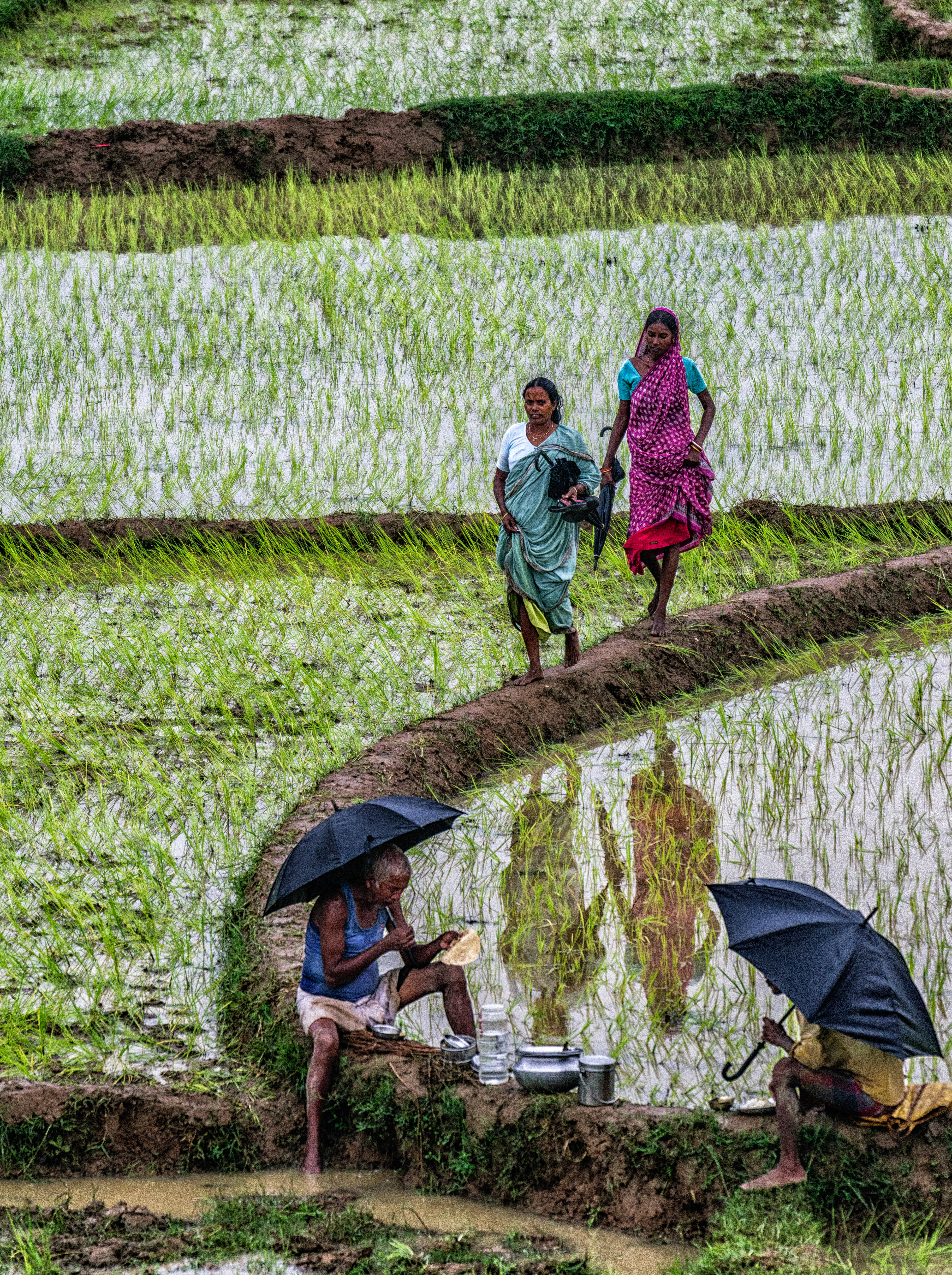 A farmer's day (Bengal, India)