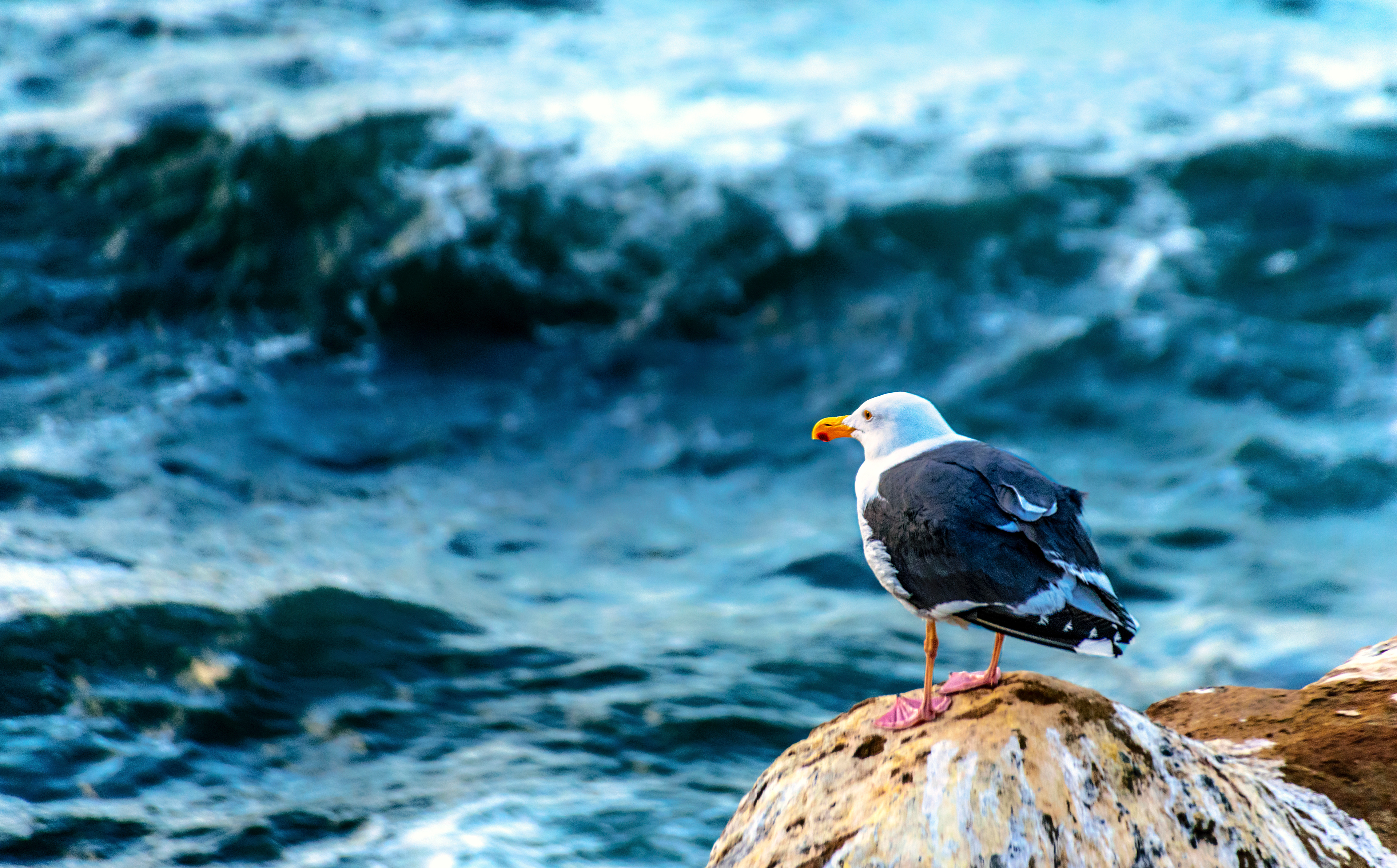 Gauging the waves (Pacific Ocean)