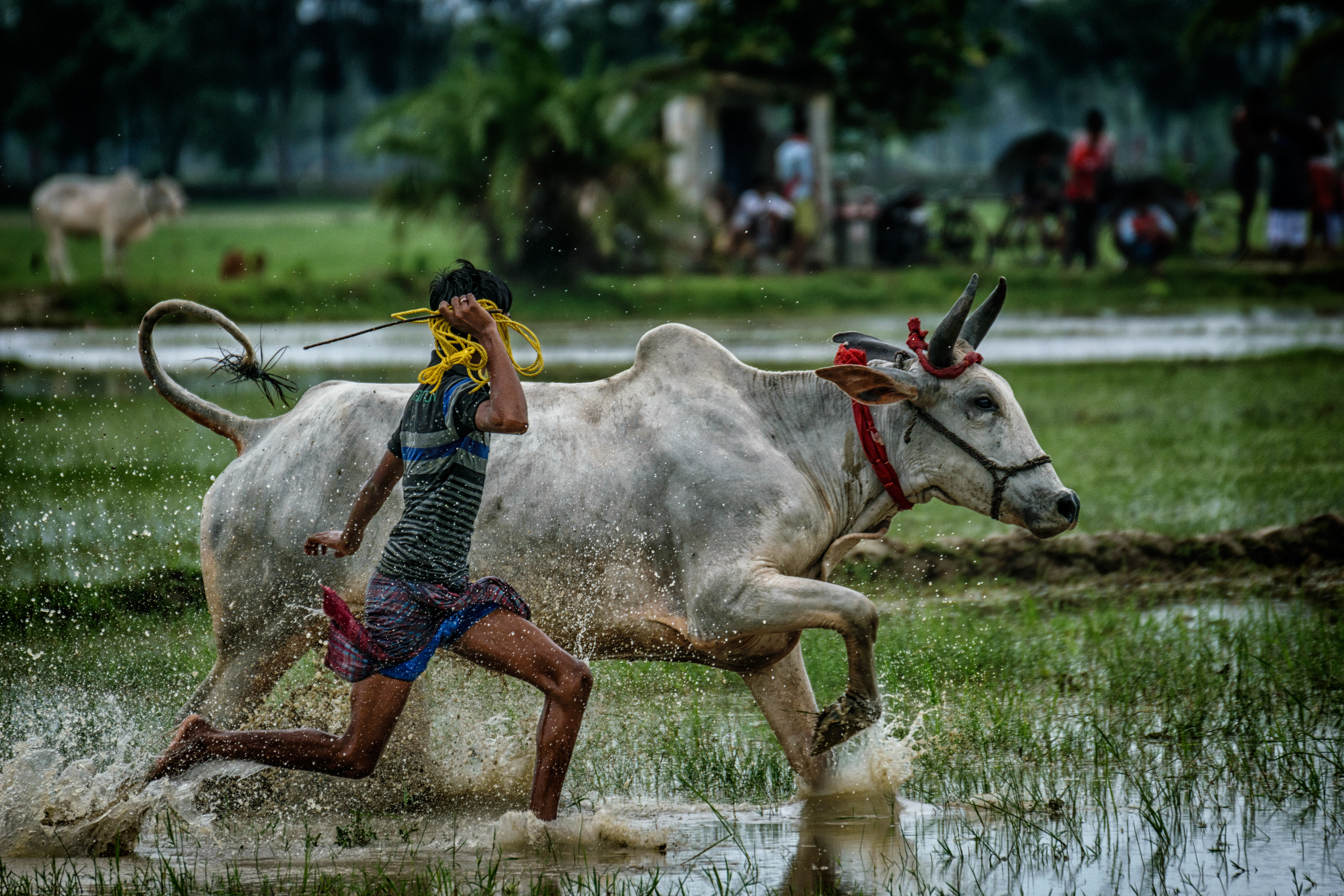 Keeping with the pace (South Bengal, India)