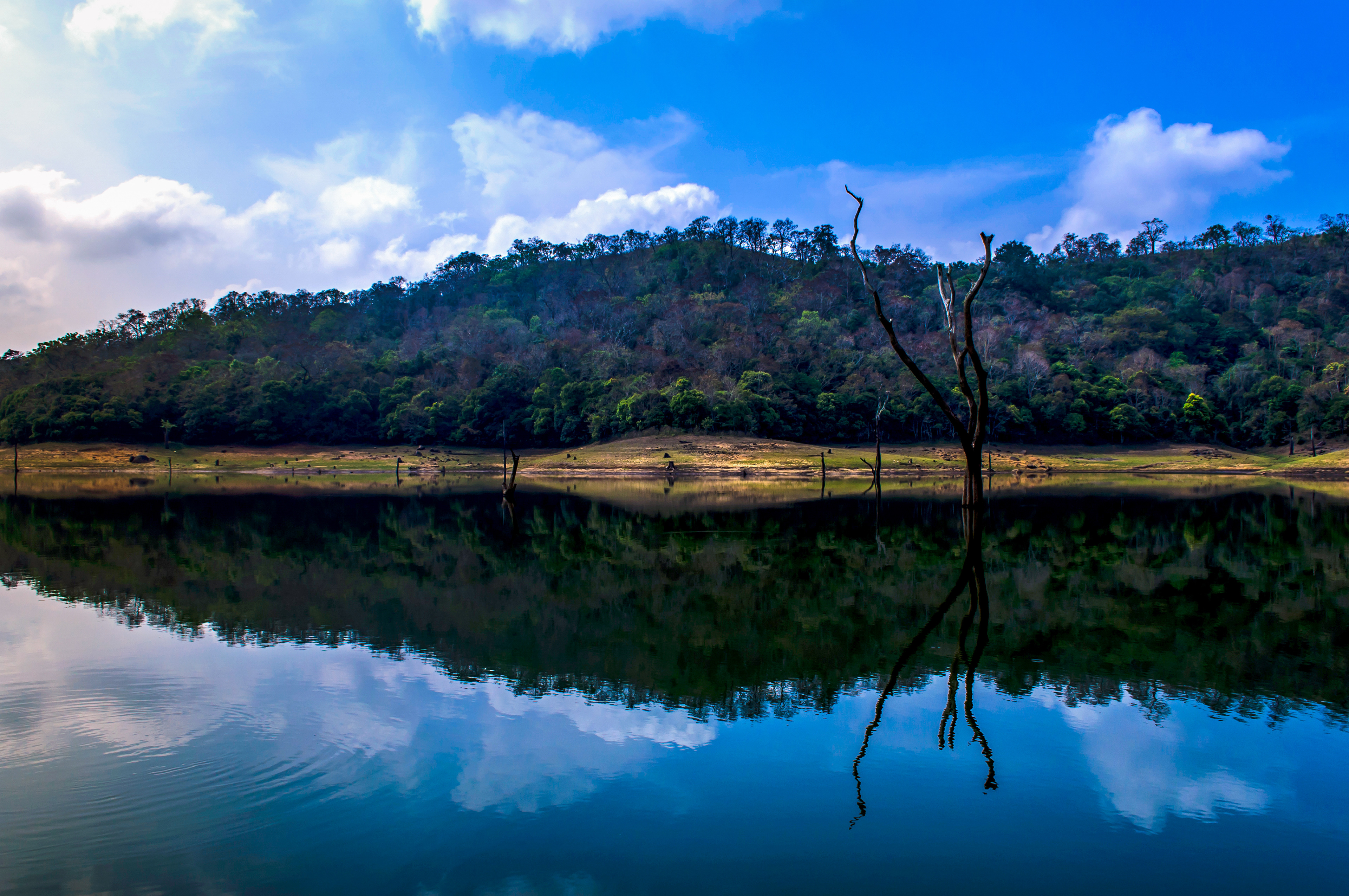 The last witness (Periyar National Park, India)