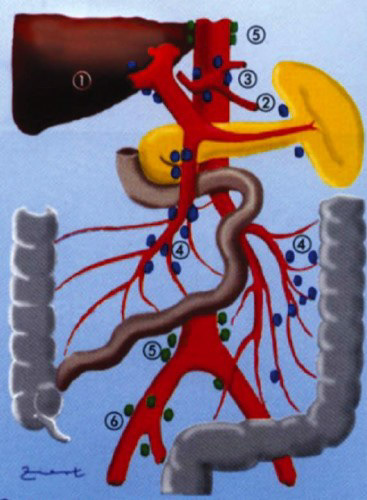 Medizinische Illustration
