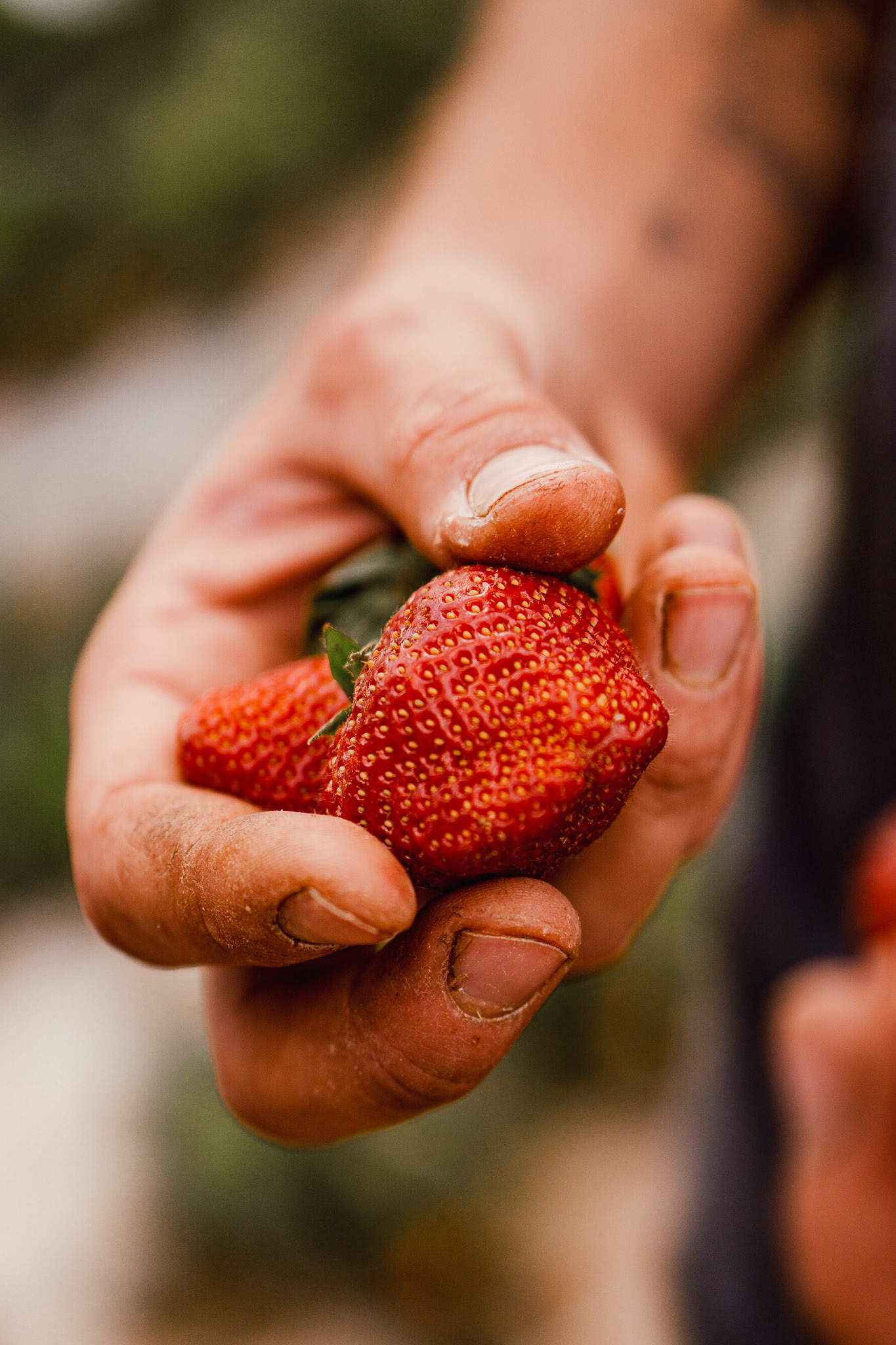 2308 producteur de fraises