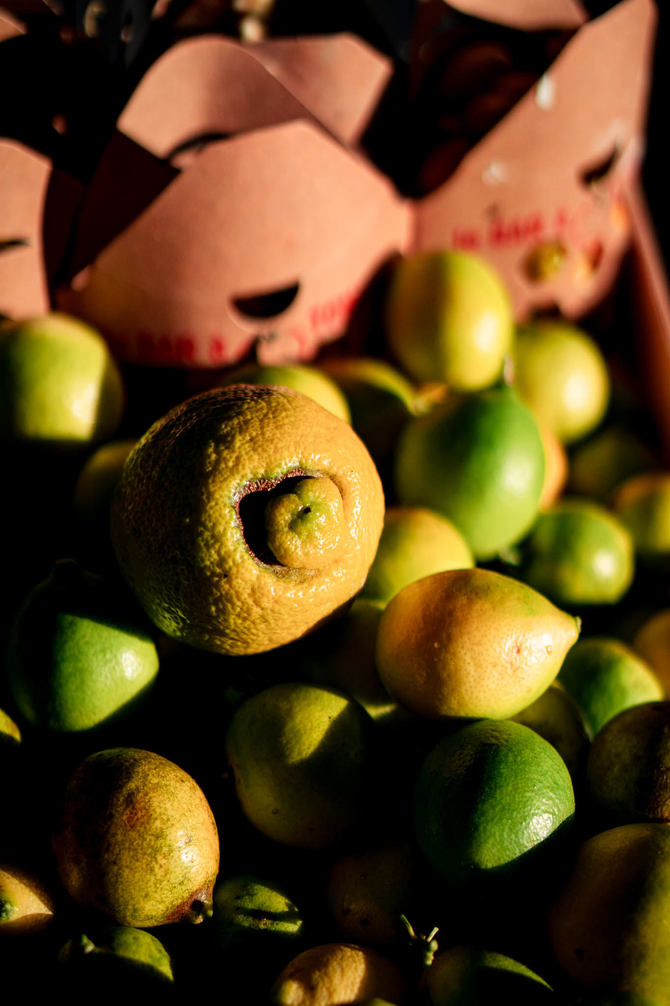 2310 productrice d'argumes