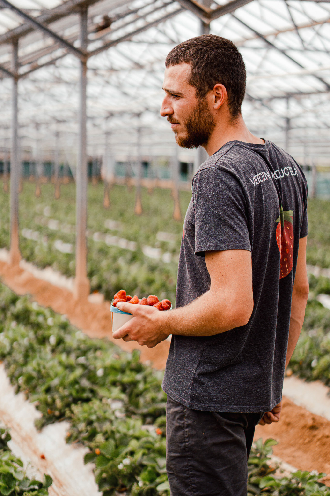 2308 producteur de fraises