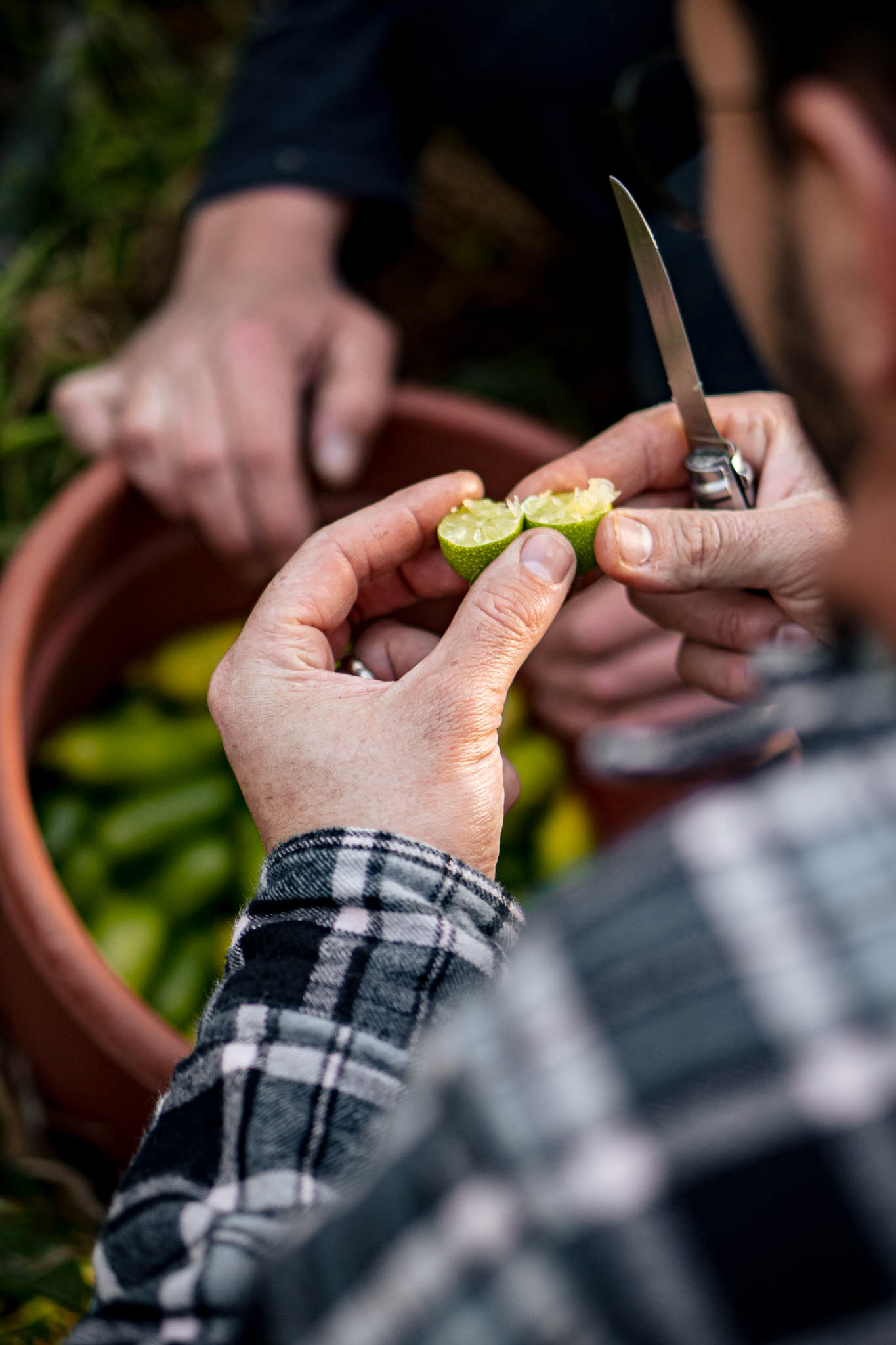 2310 productrice d'argumes
