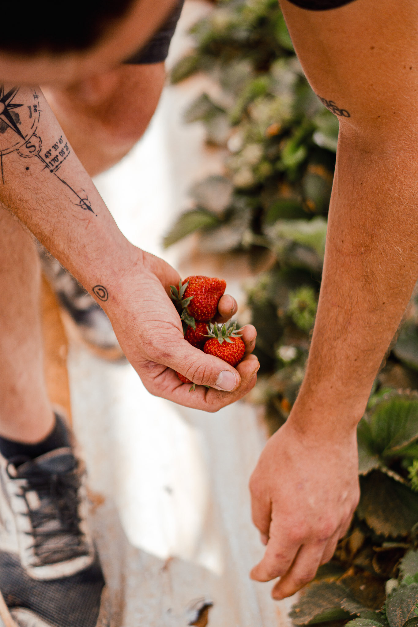 2308 producteur de fraises