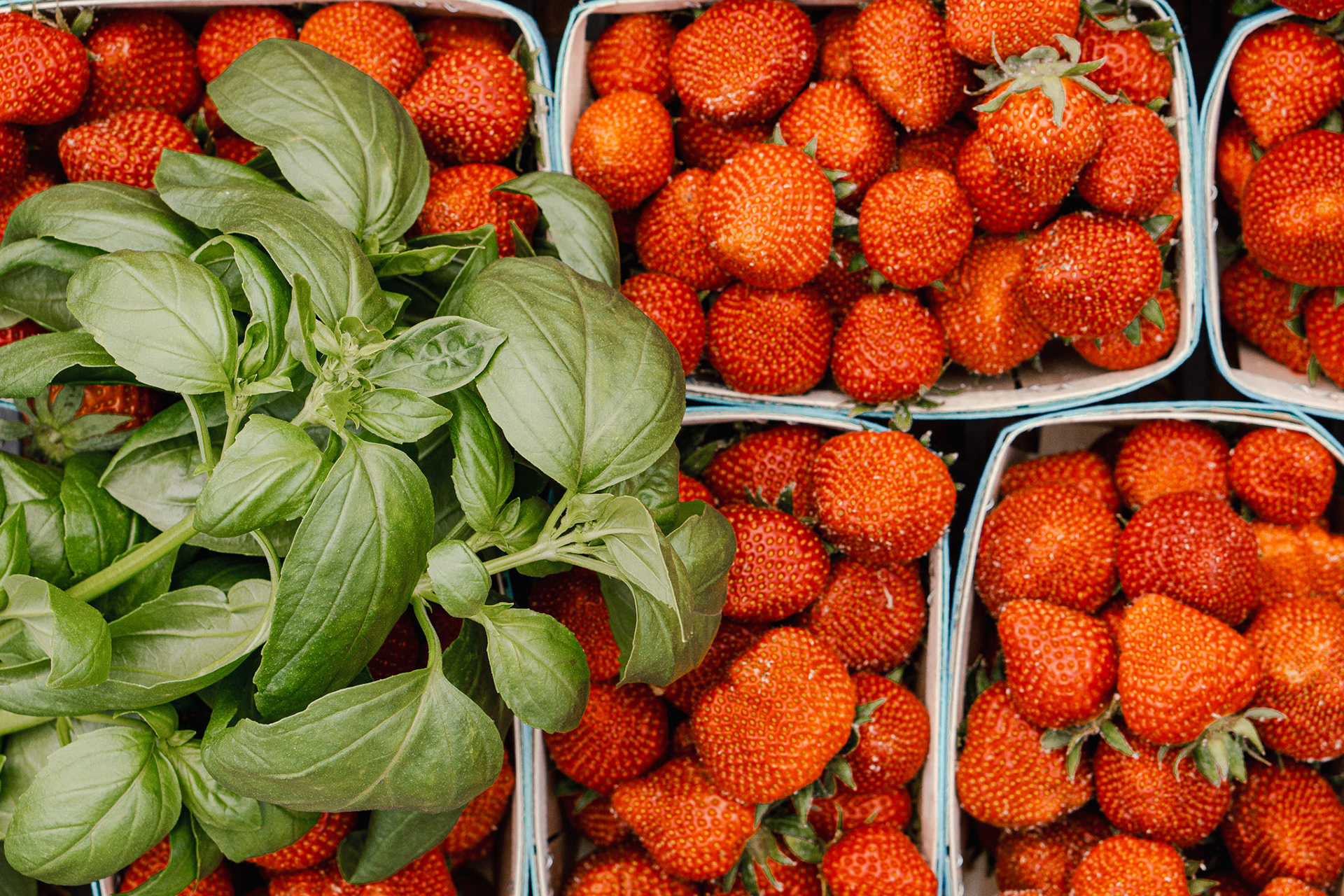 2308 producteur de fraises