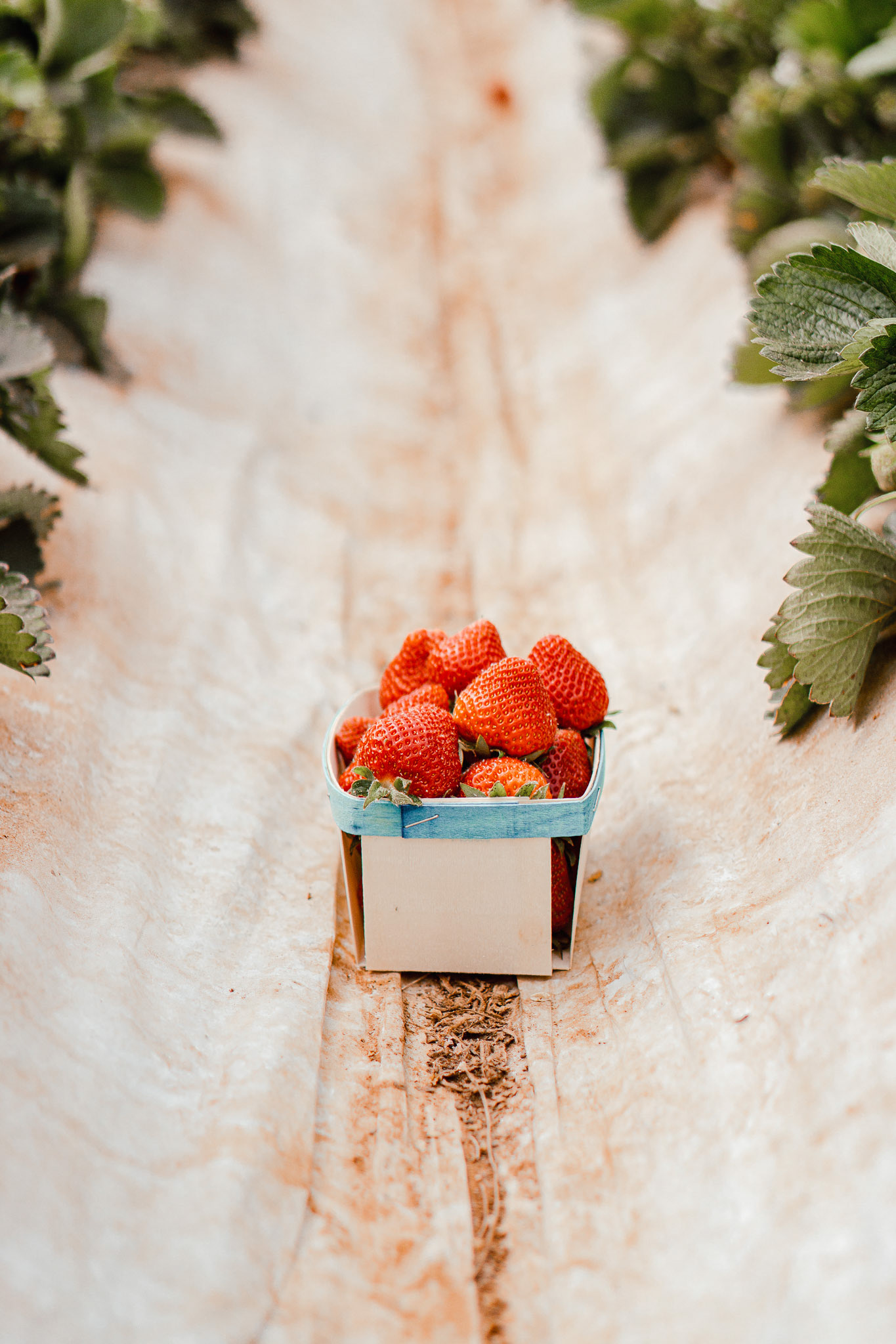 2308 producteur de fraises