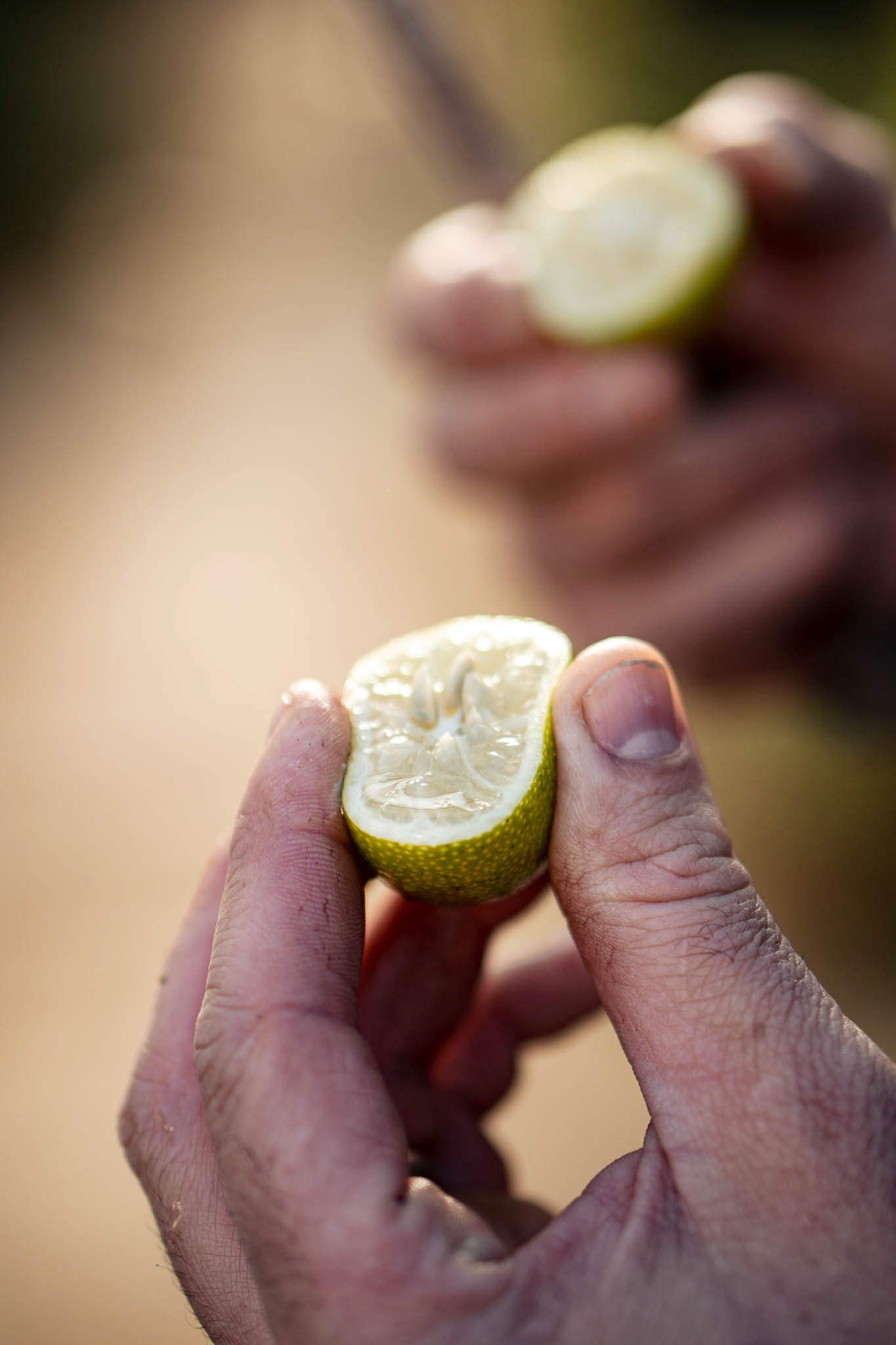 2310 productrice d'argumes