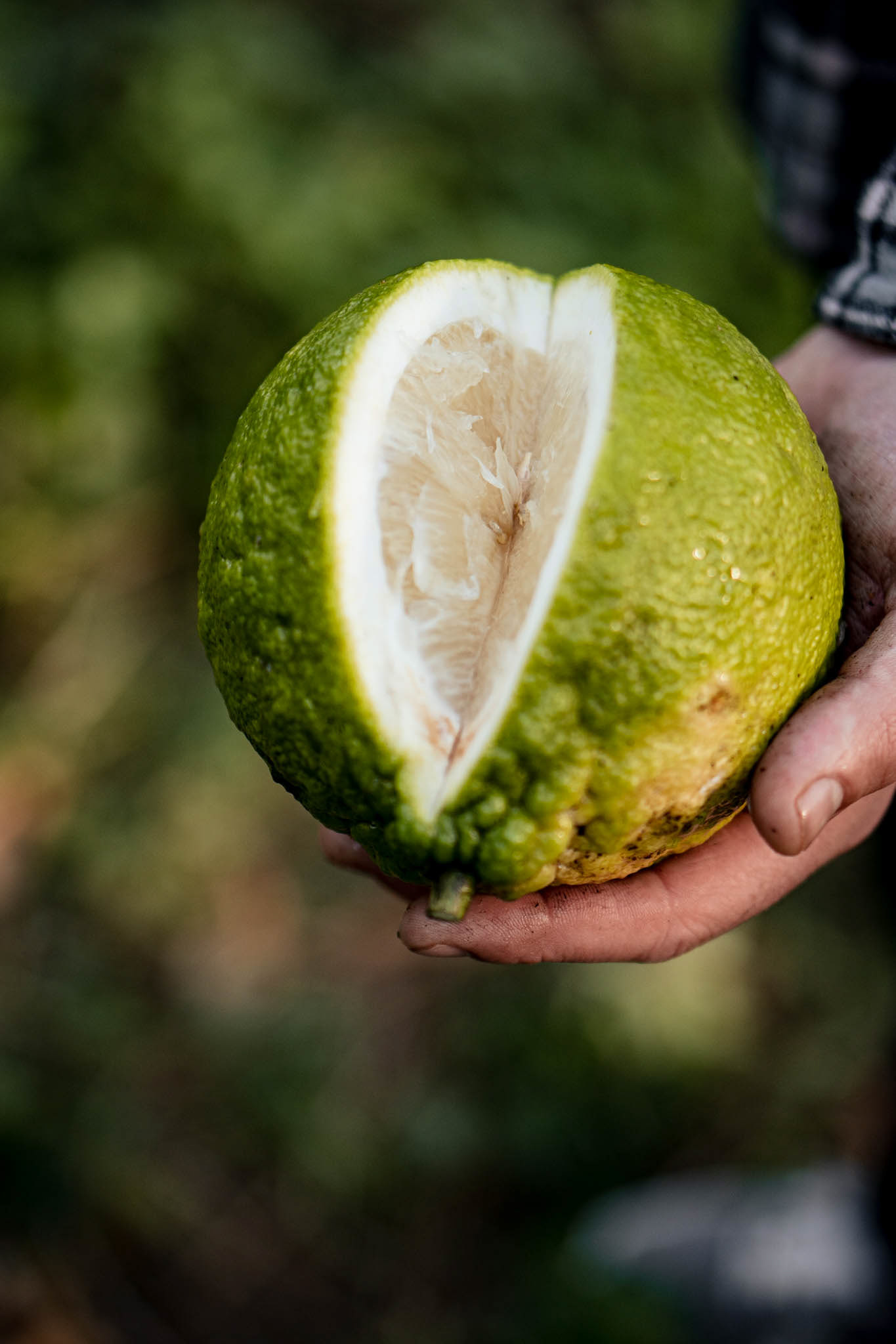 2310 productrice d'argumes