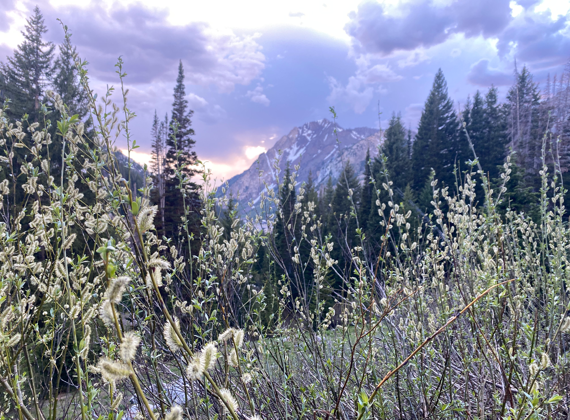 Alta, UT - springtime