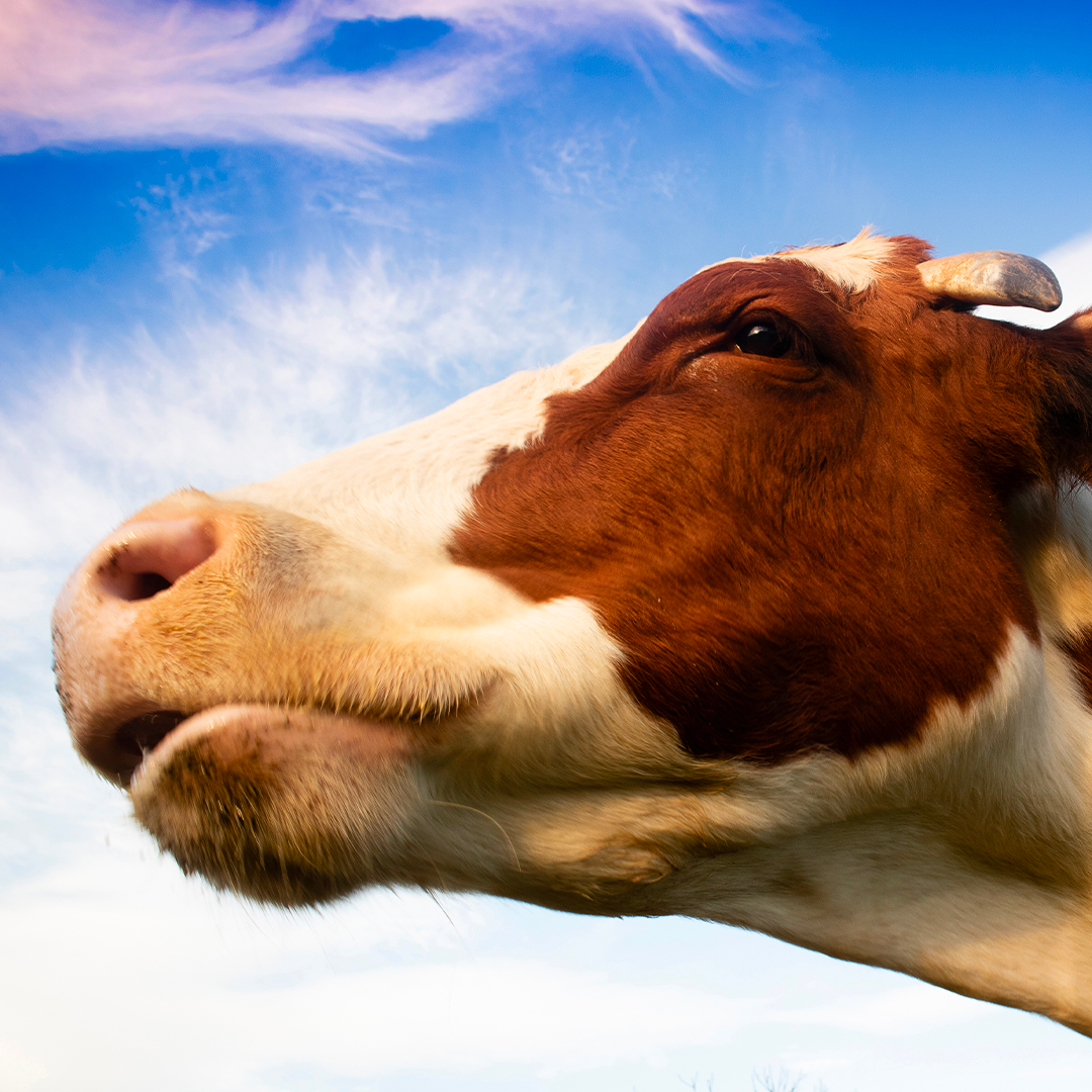 Azienda agricola i Cerghi con mucca pezzata rossa italiana simbolo della brand identity e del logo aziendale.