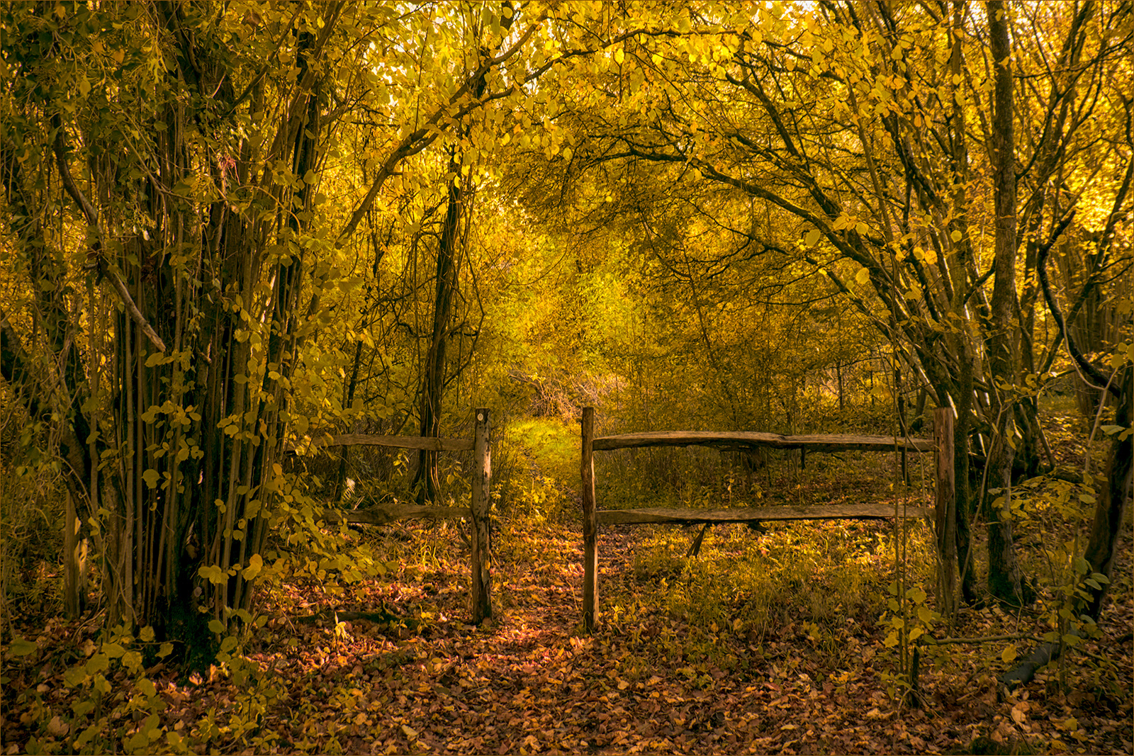 Ranmore Common.j