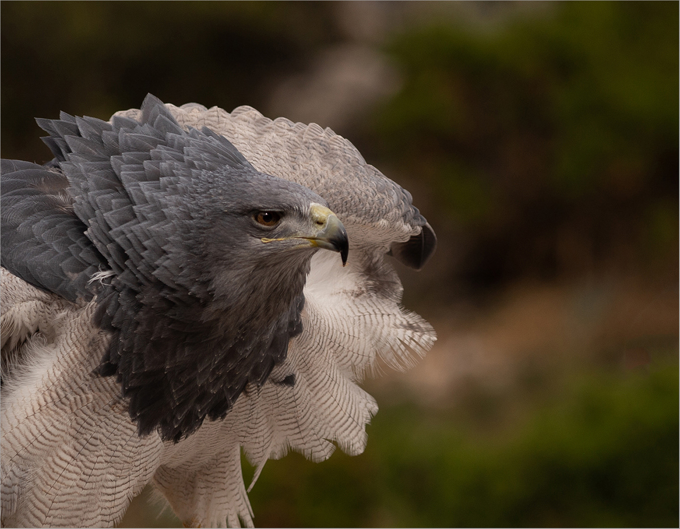 South American Blue Eagle   9.0