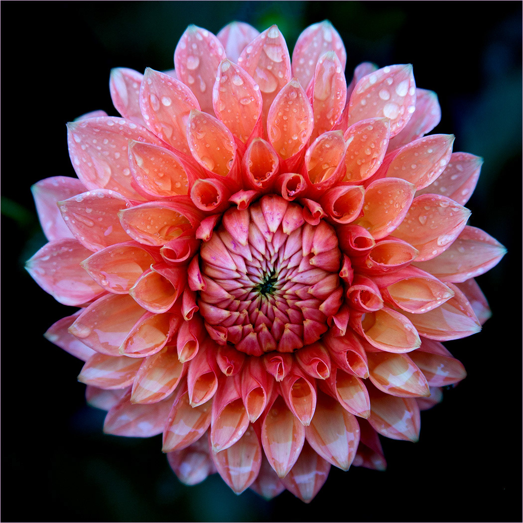 Morning Dew