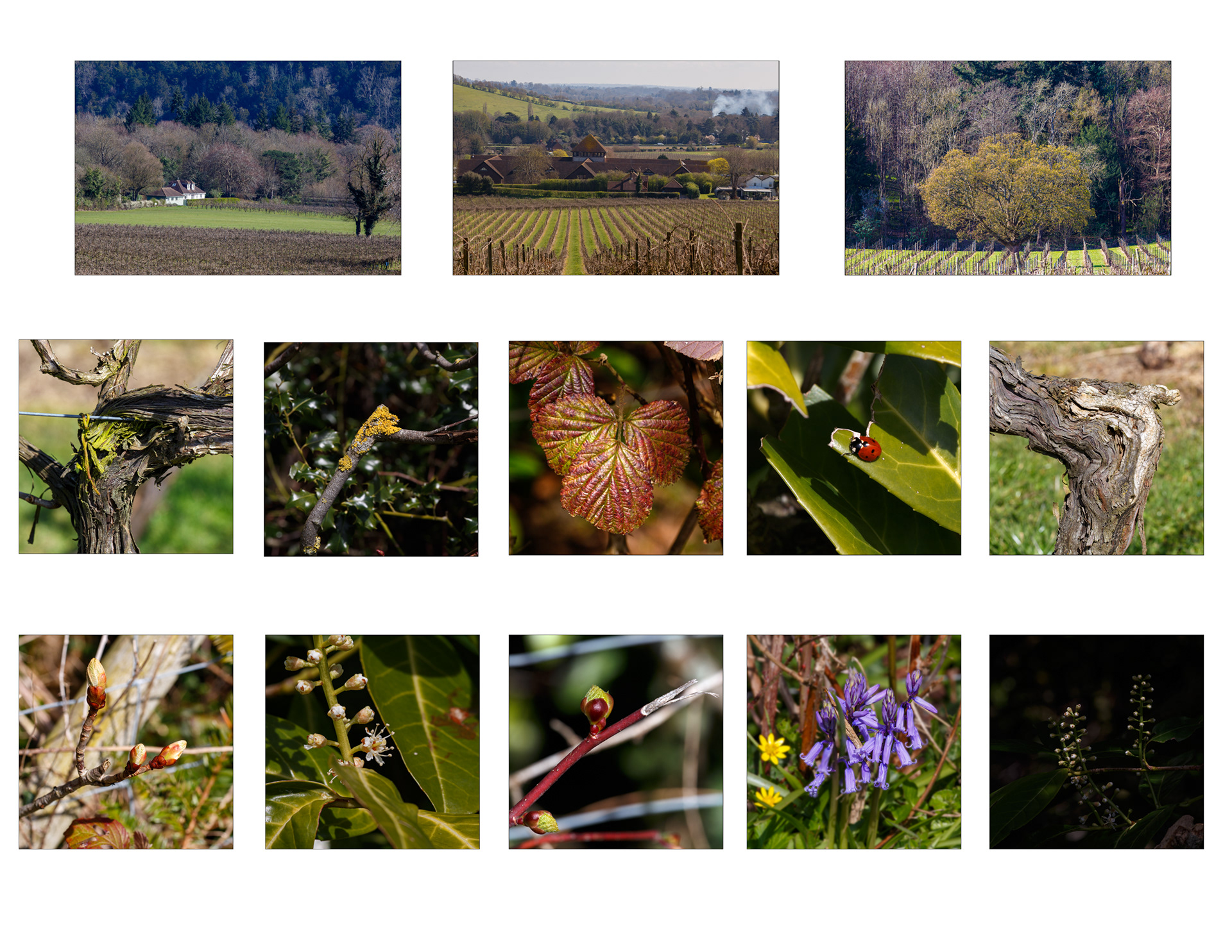 Denbies March 2026