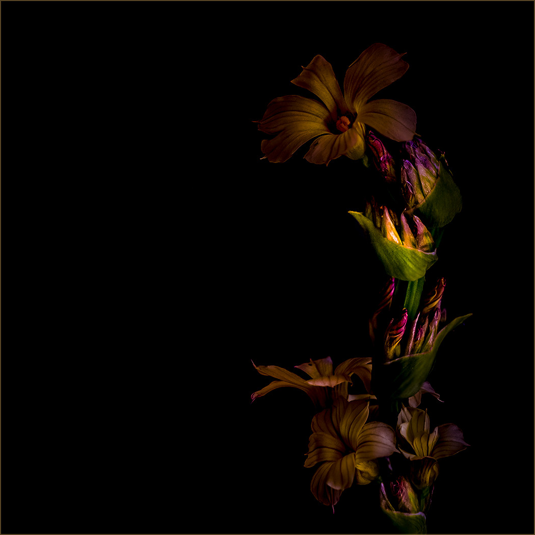 Sisyrinchium   H.C