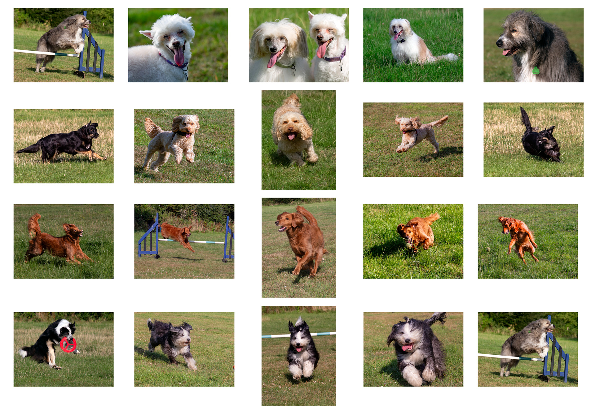 Dog Action 2025