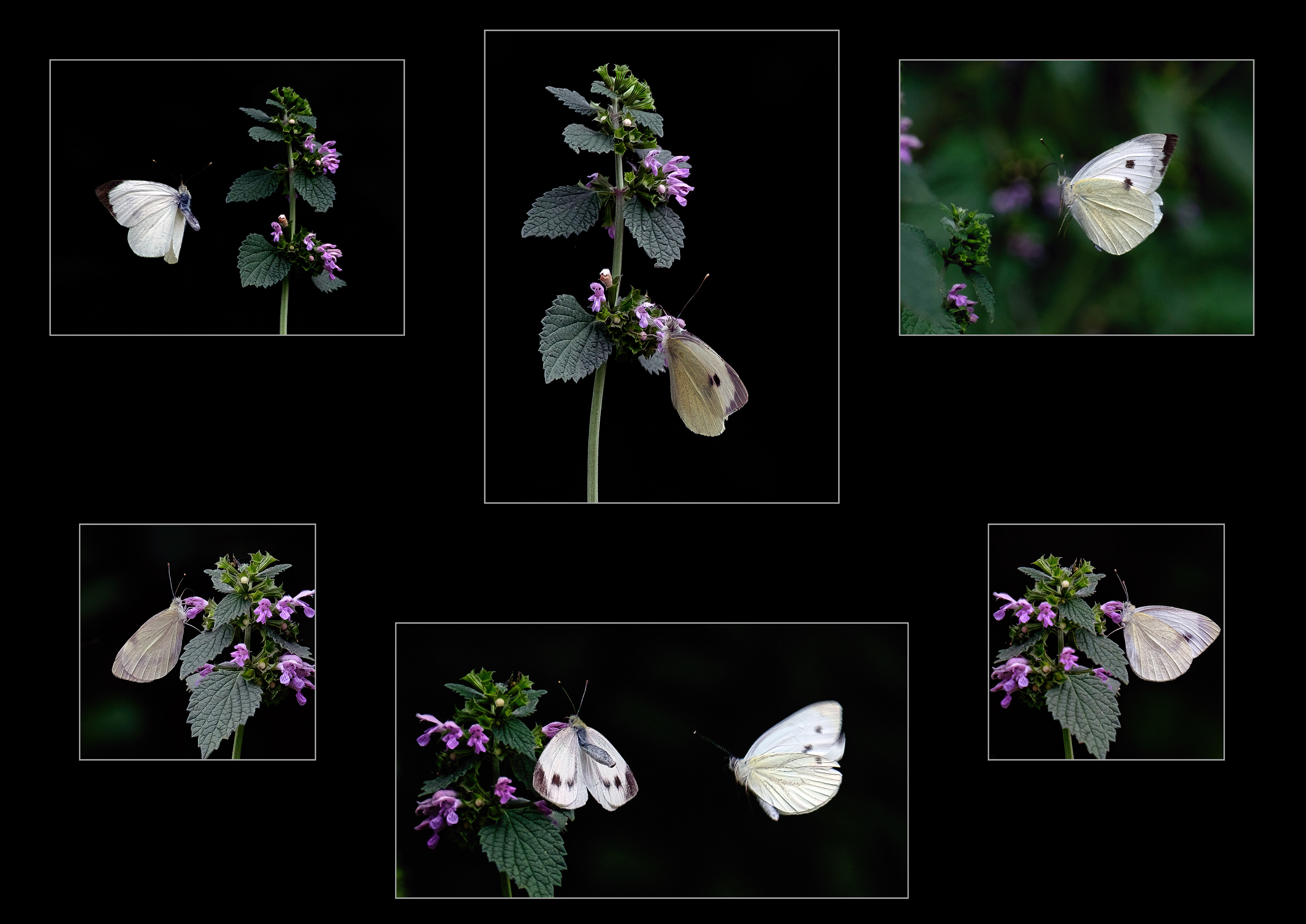 Butterfly capture. Rome
