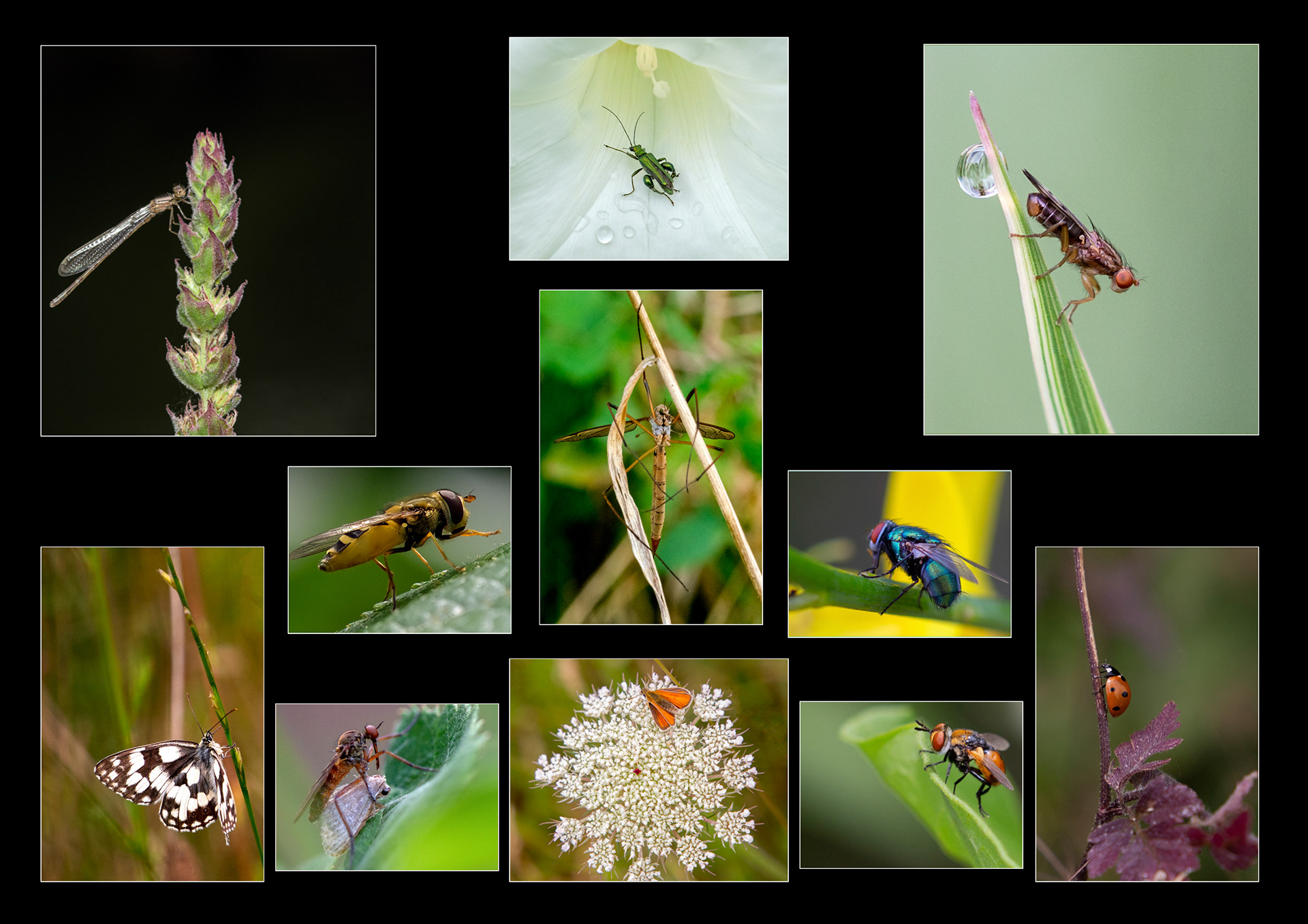 Insect panel 1
