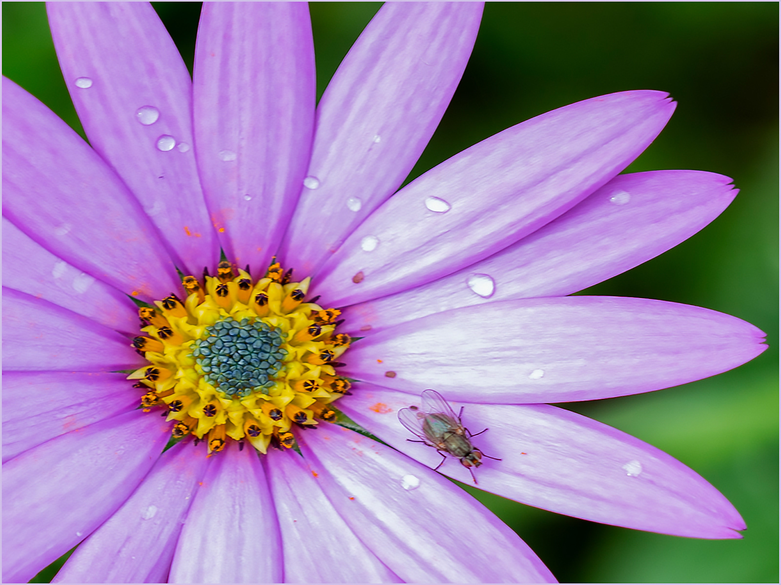 Greenfly on Osteospermum