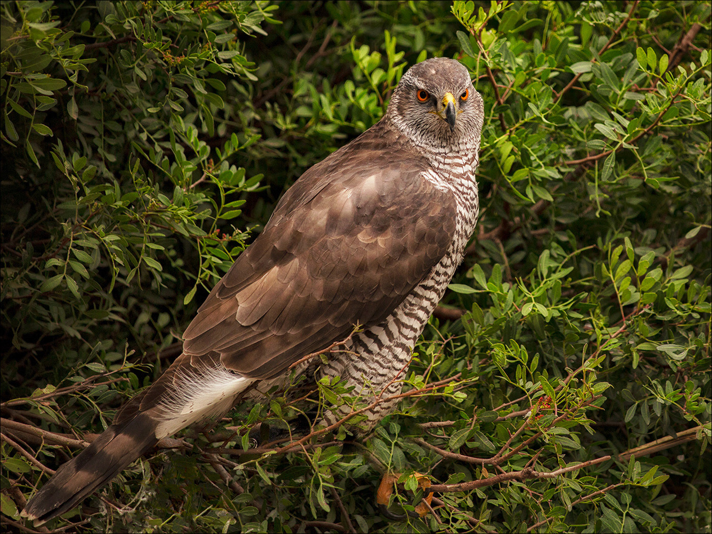 Peregrine Falcon 