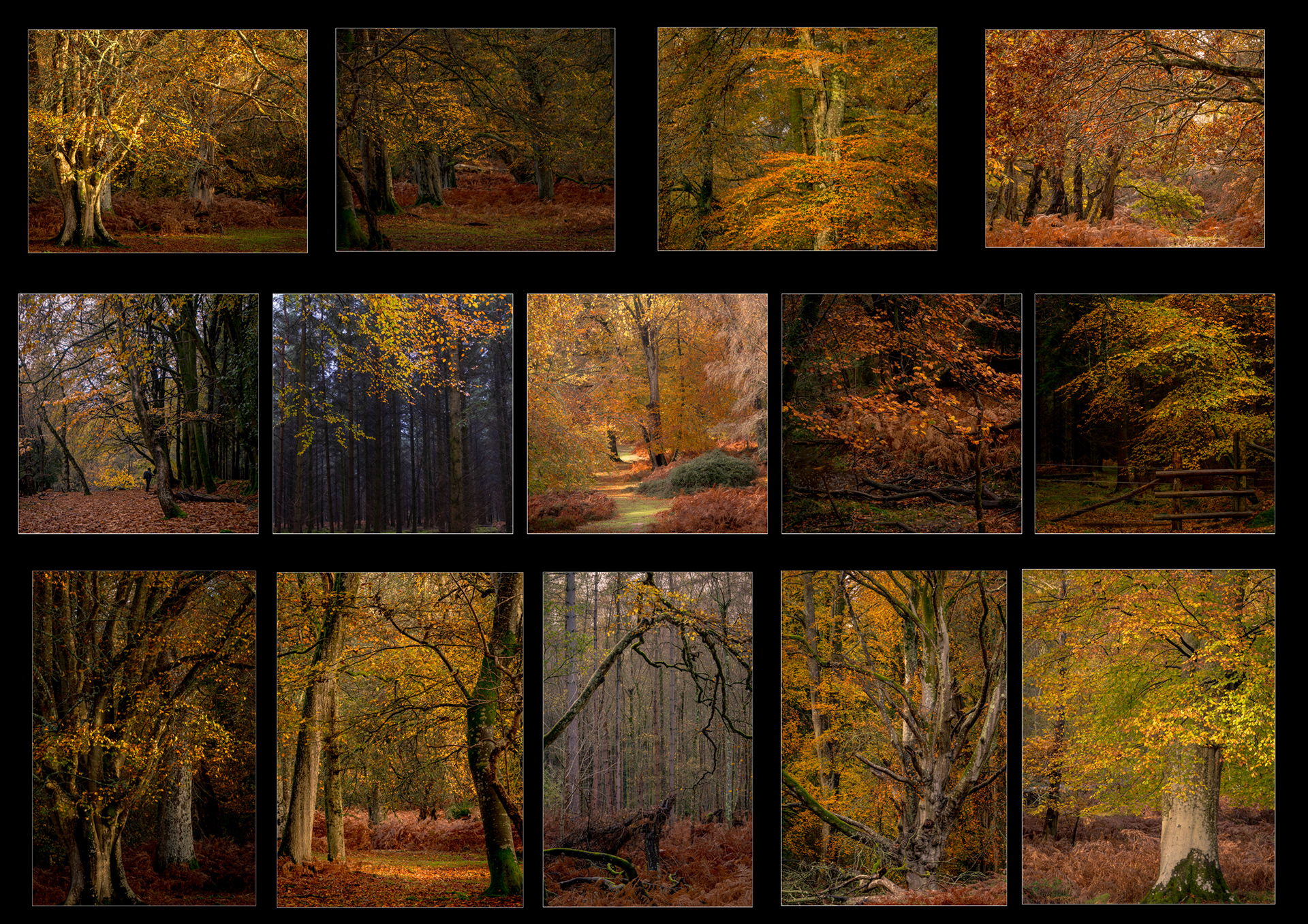 The New Forest October 2023