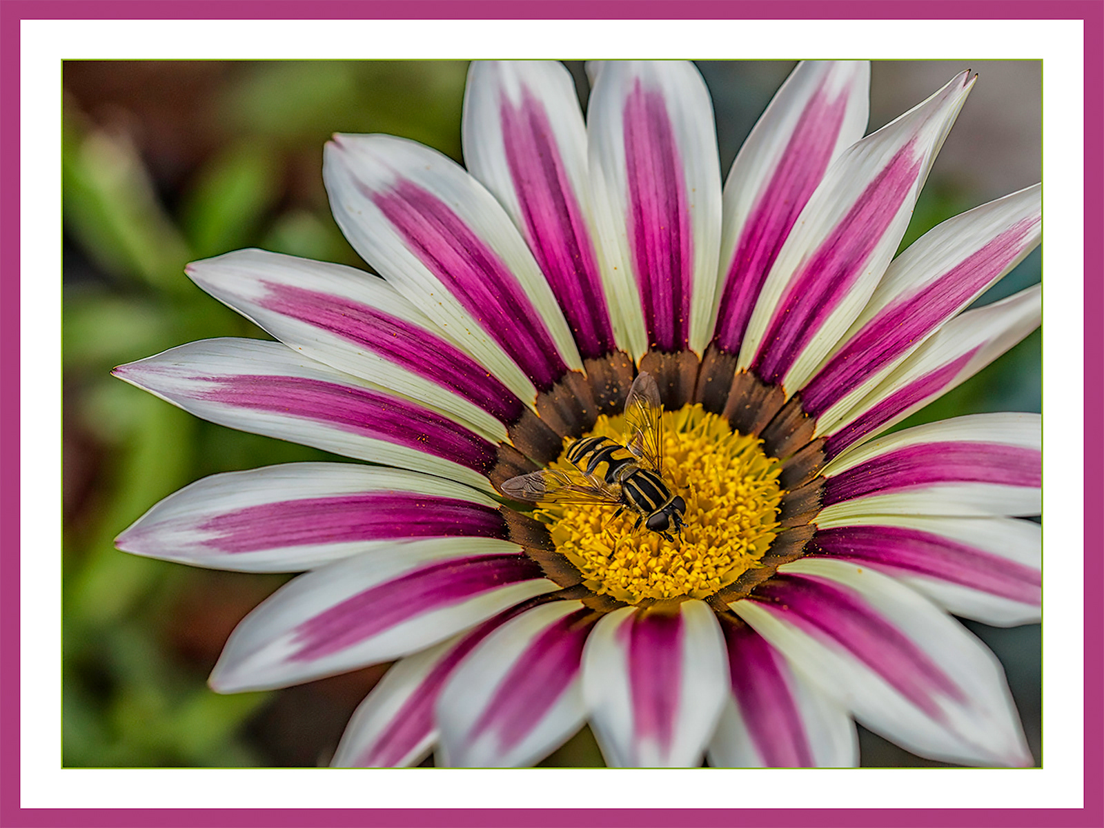 Hoverfly feeding on Gazania