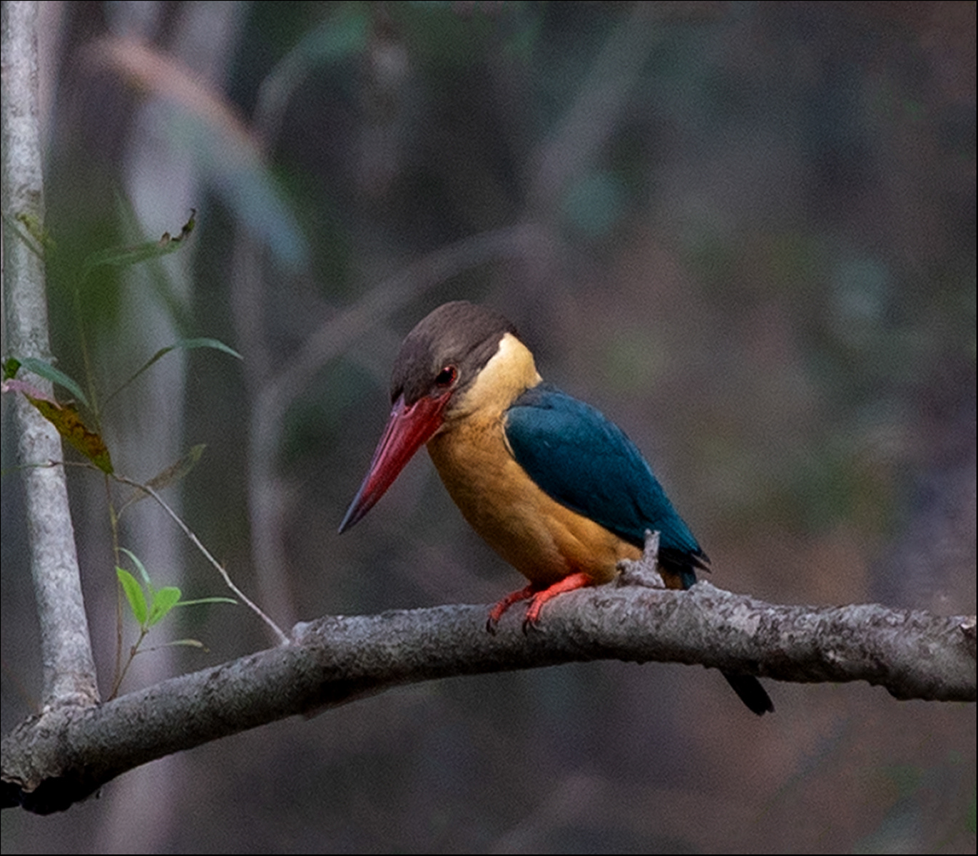 Asian Stork Billed Kingfisher