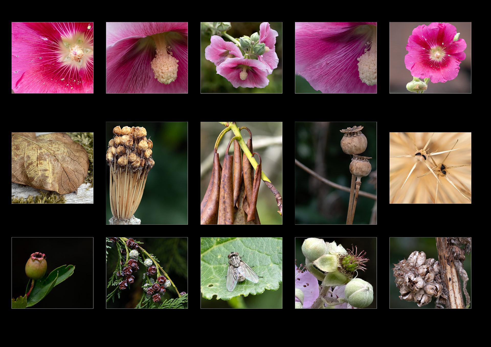 Macro Morning in Jane's garden