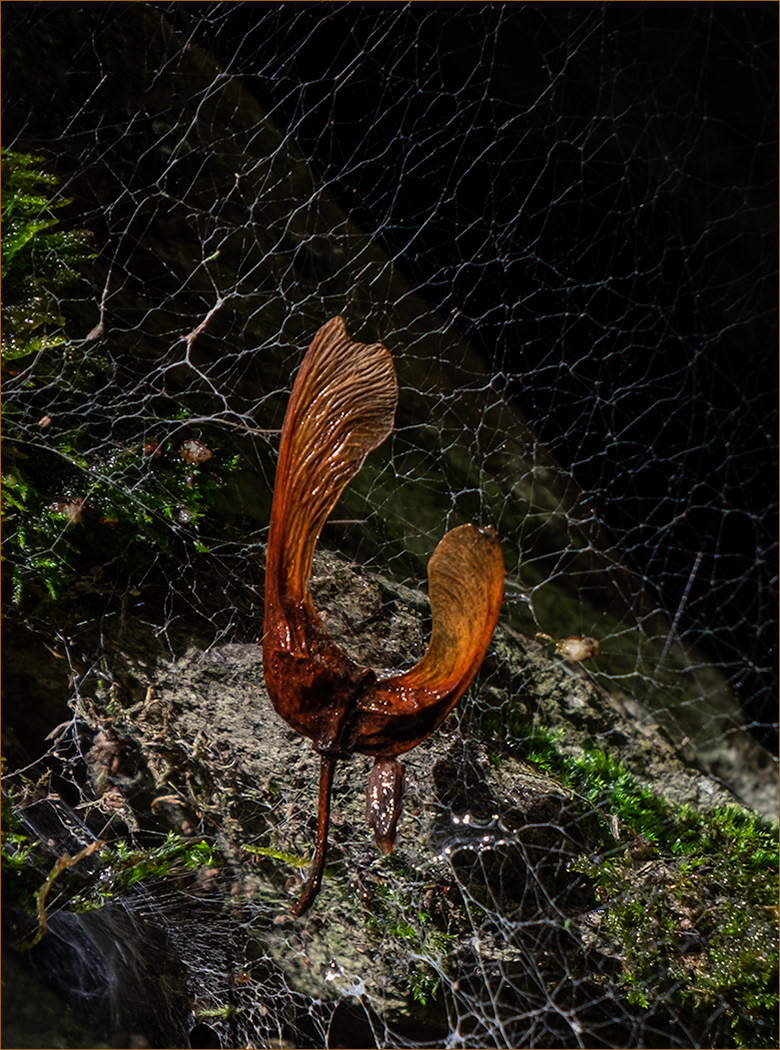 Trapped Sycamore Seed