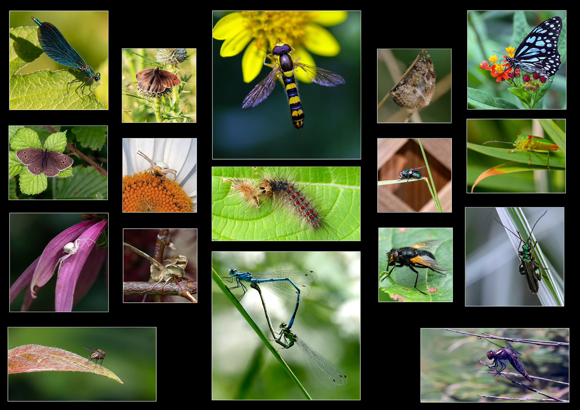 Insect panel 2