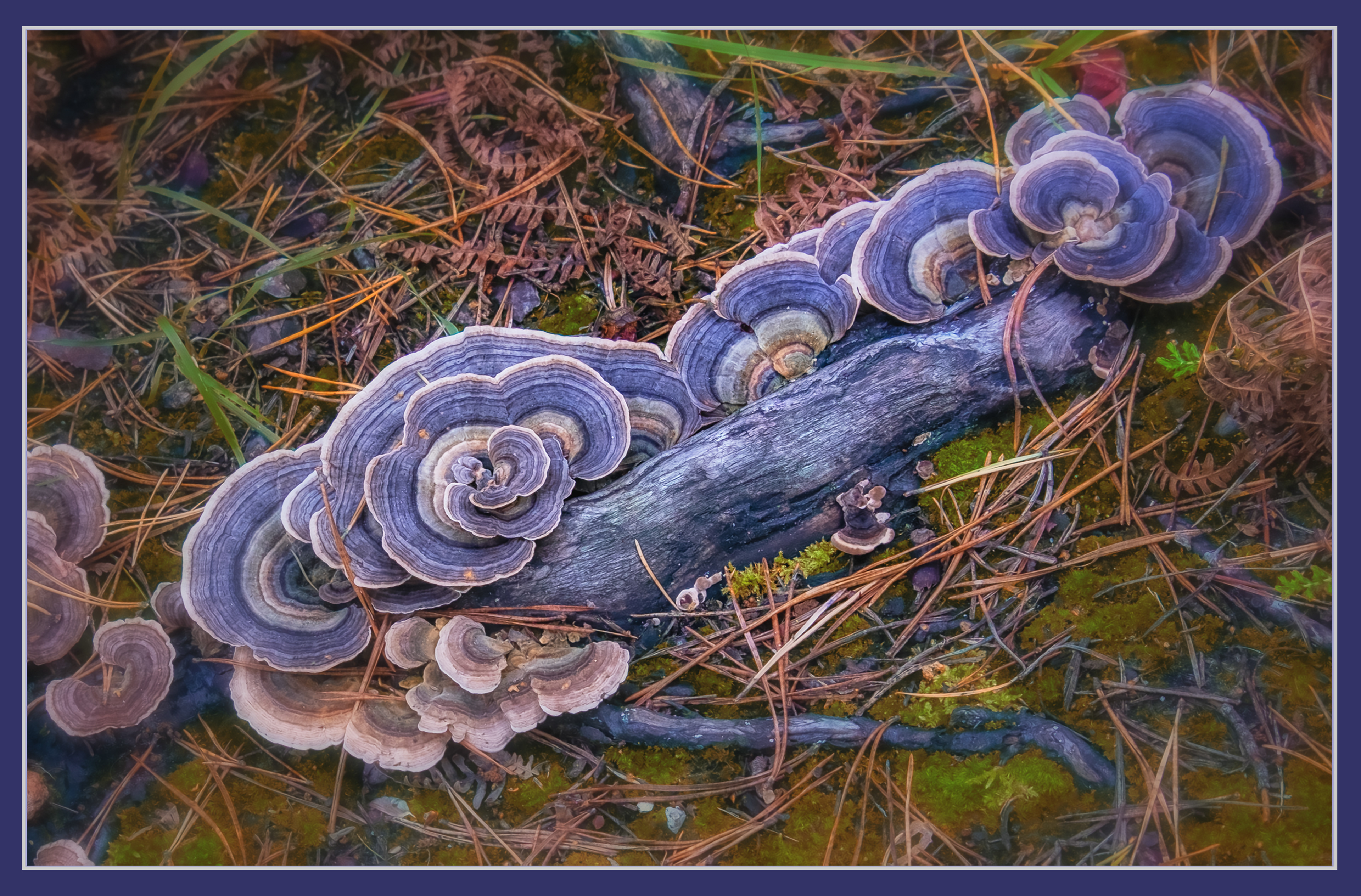 Turkey Tail Fungi in Autumn