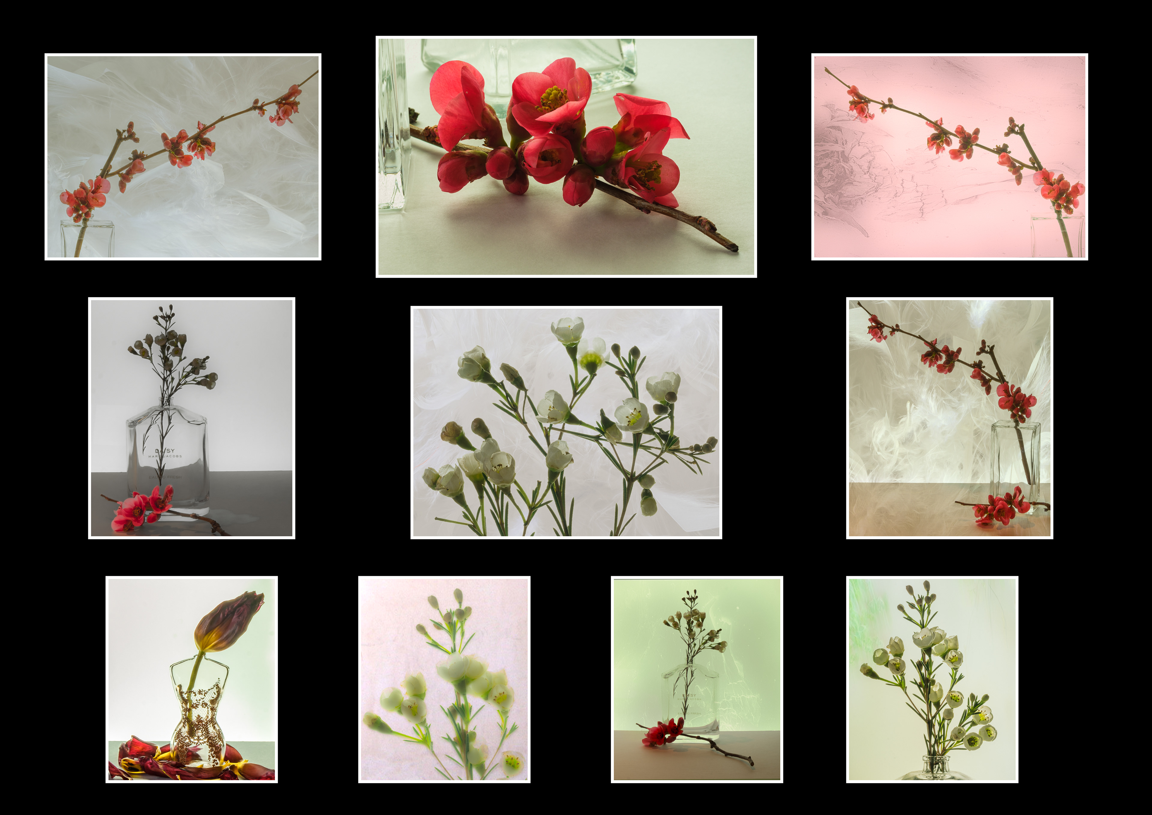 Fine Art Flowers 3