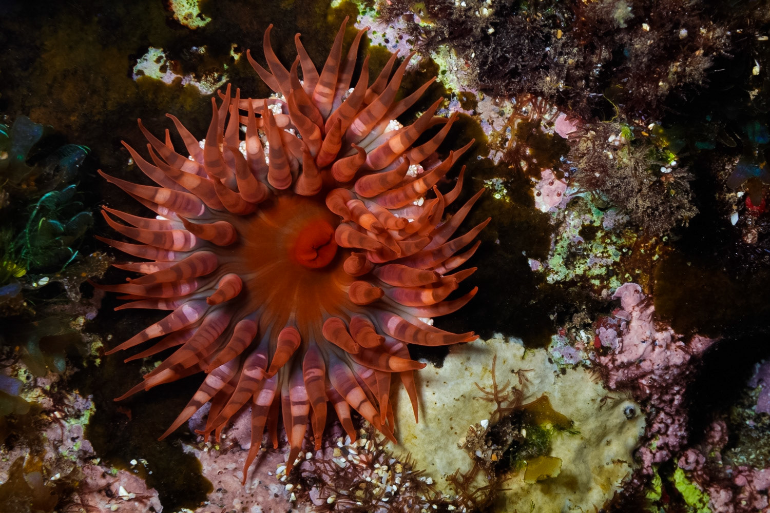 Red Warty Anemone
