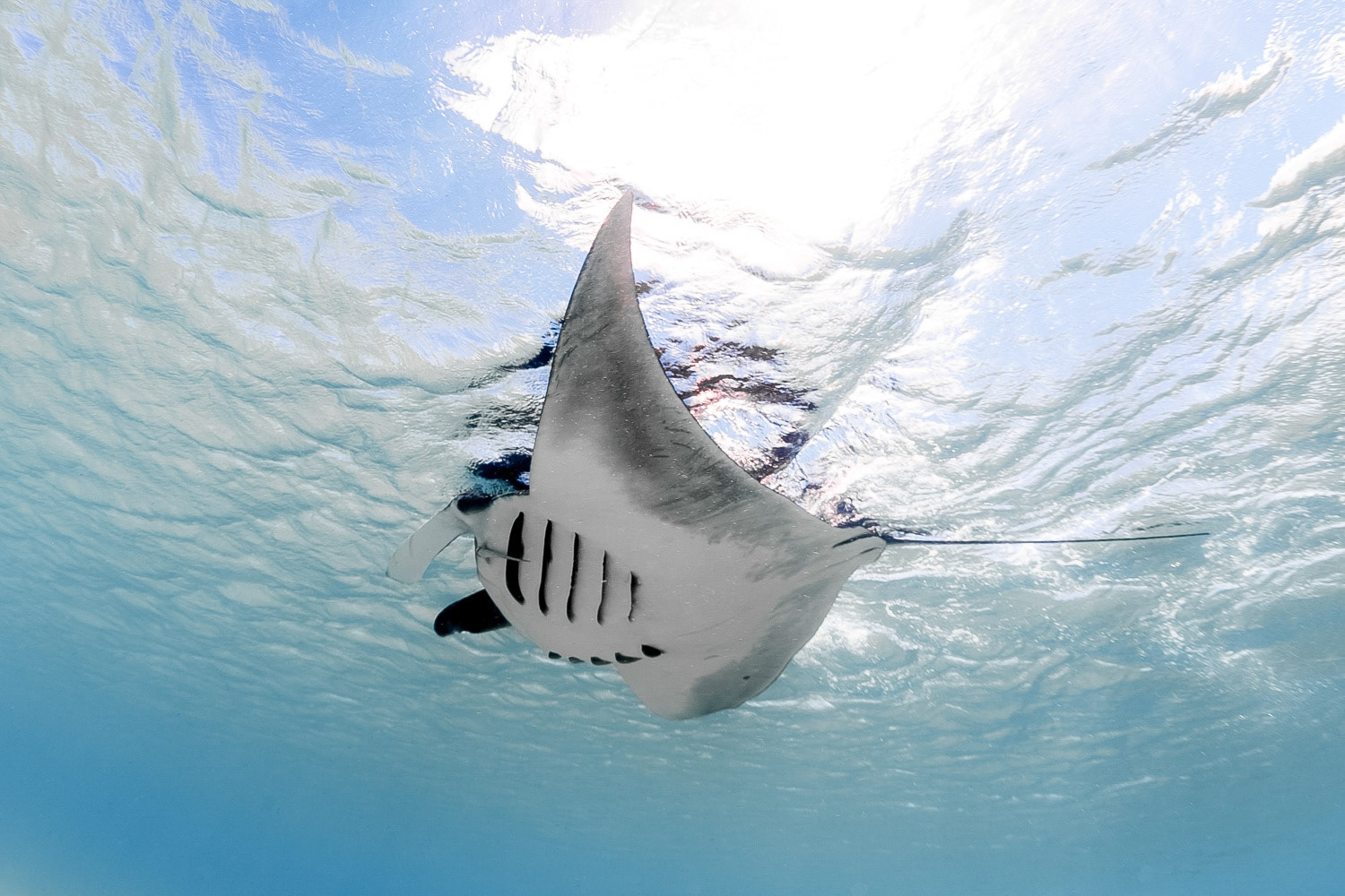 Manta Ray