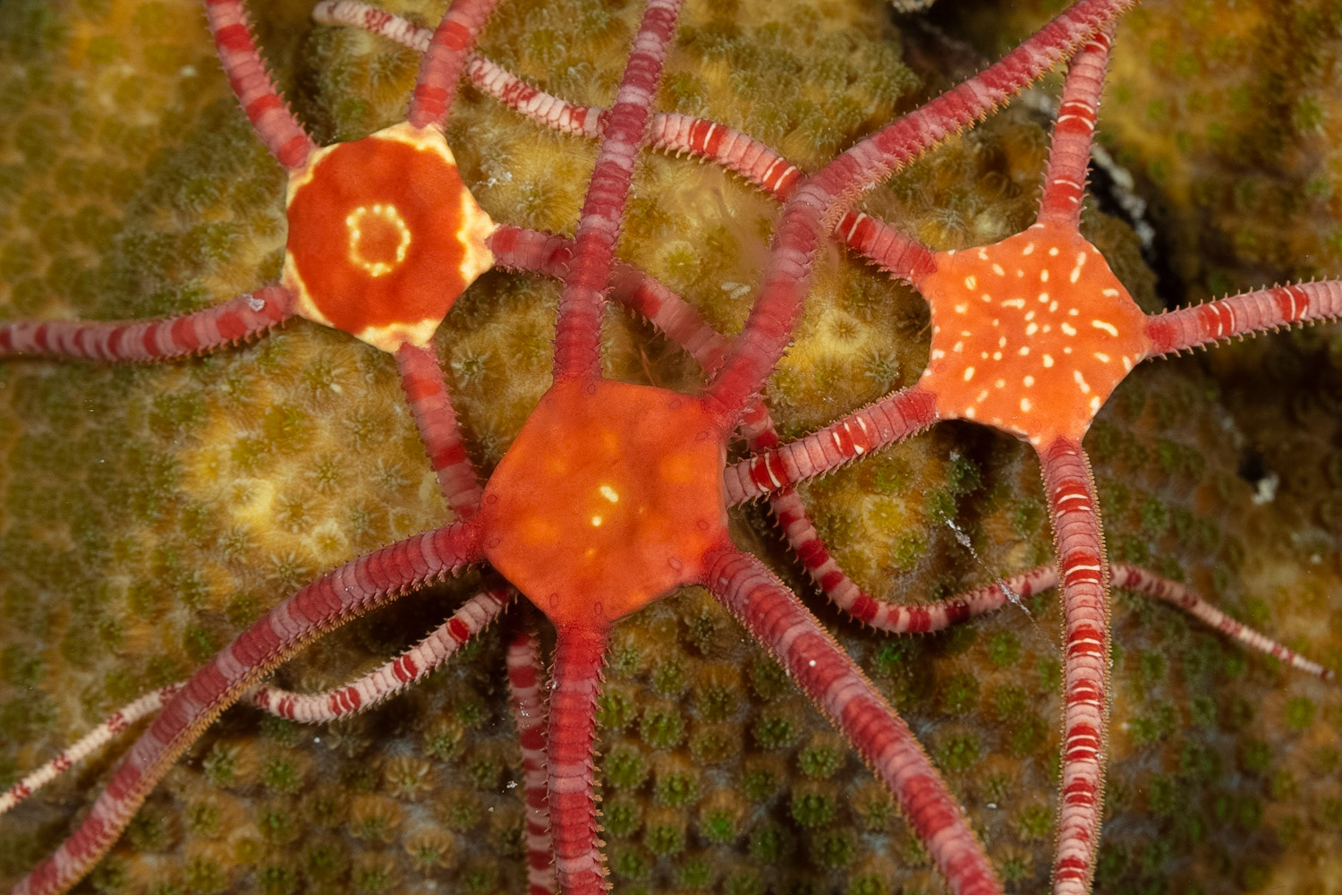 Ruby Brittle Stars