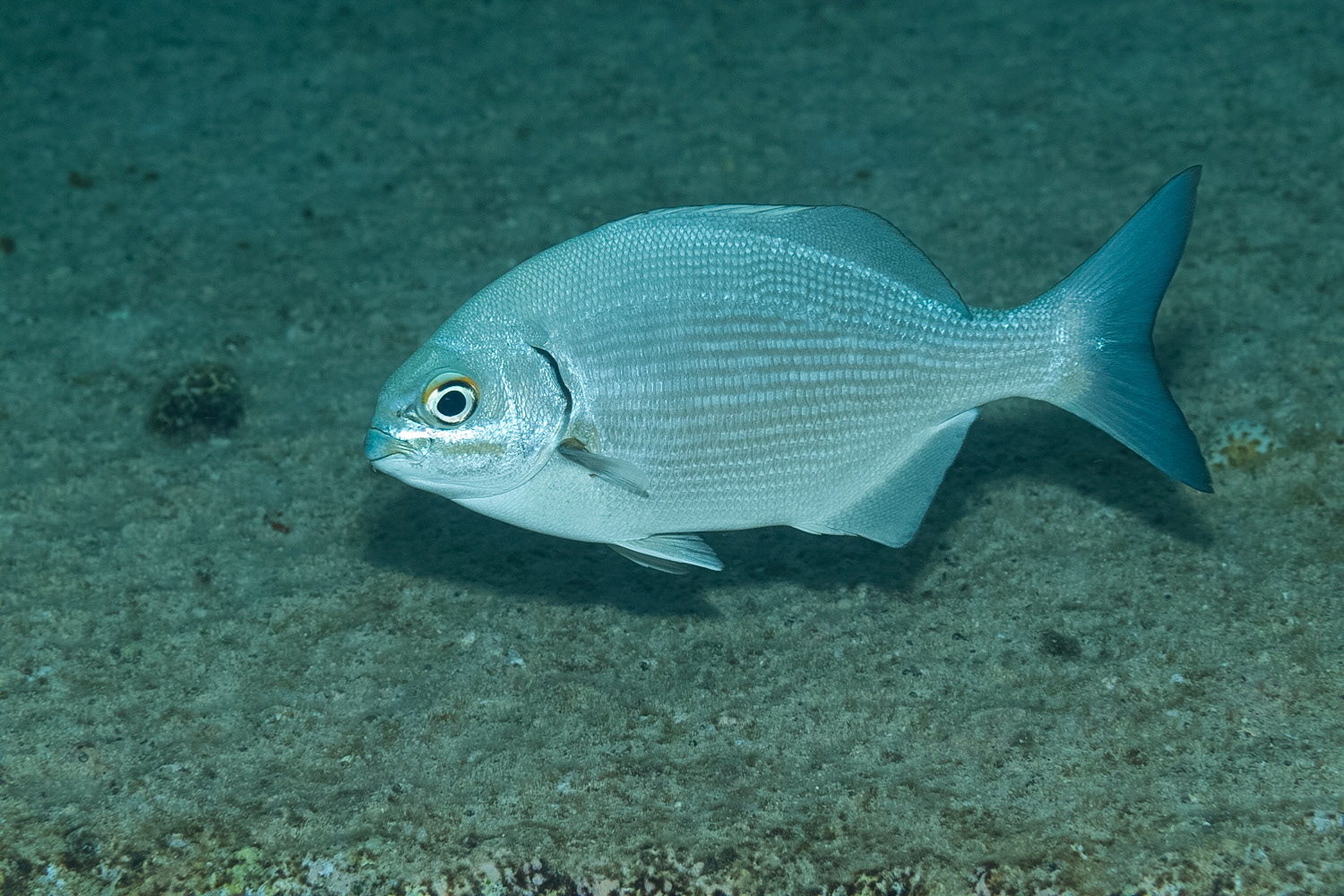 Bermuda / Gray Chub