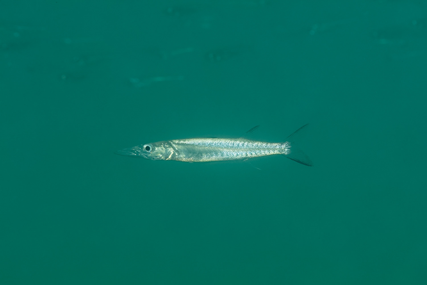 Barracuda Juvenile