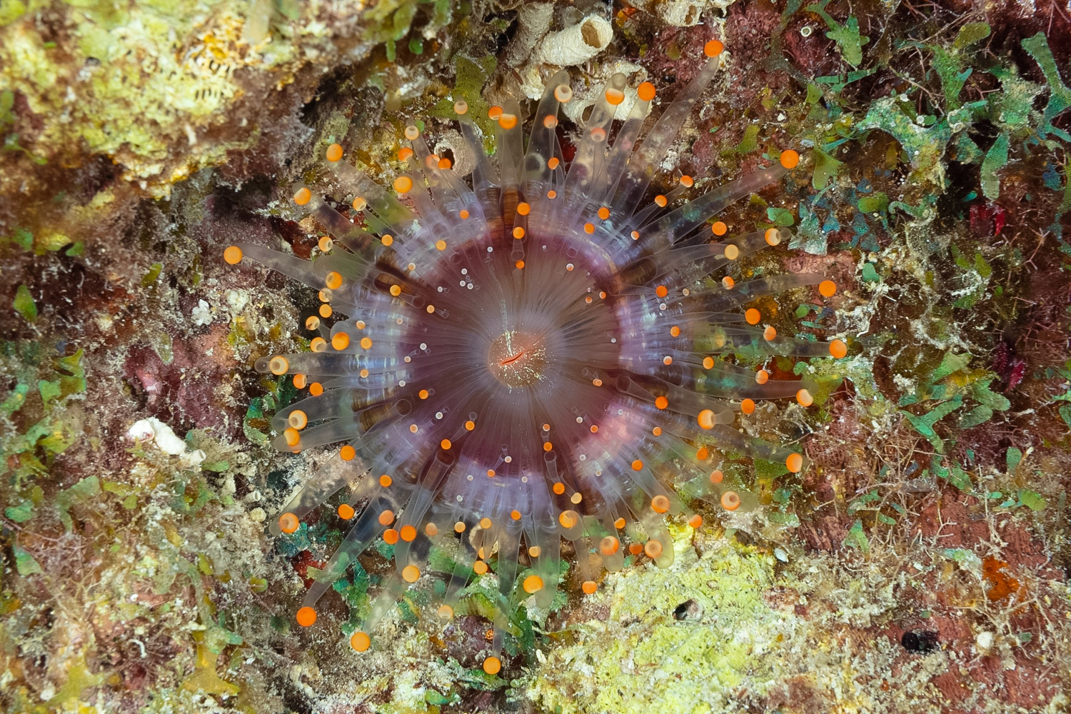 Orangeball Corallimorph