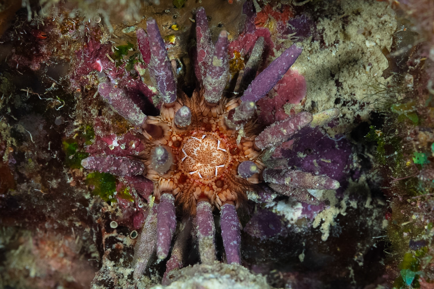 Slate Pencil Urchin