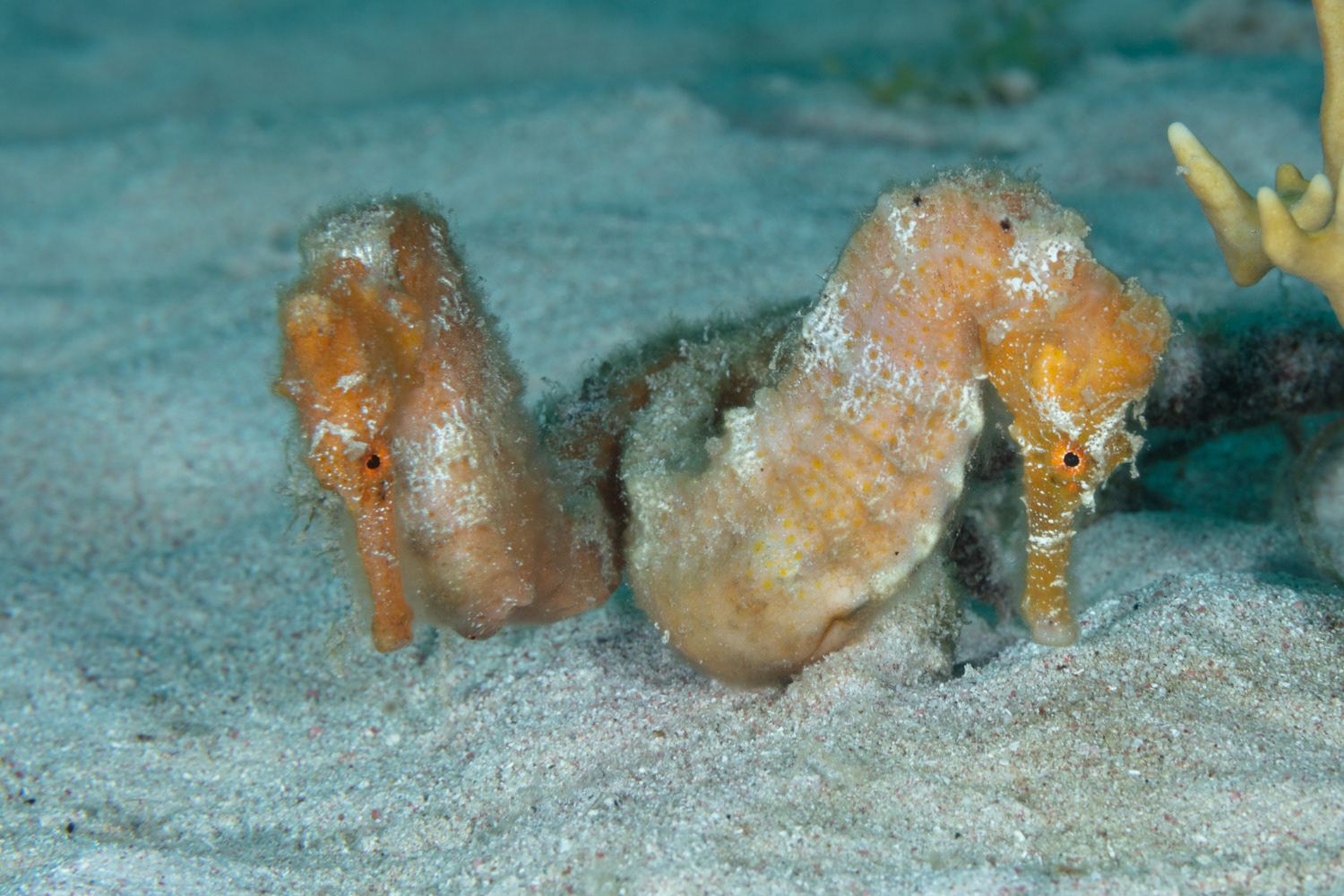 Longsnout Seahorses