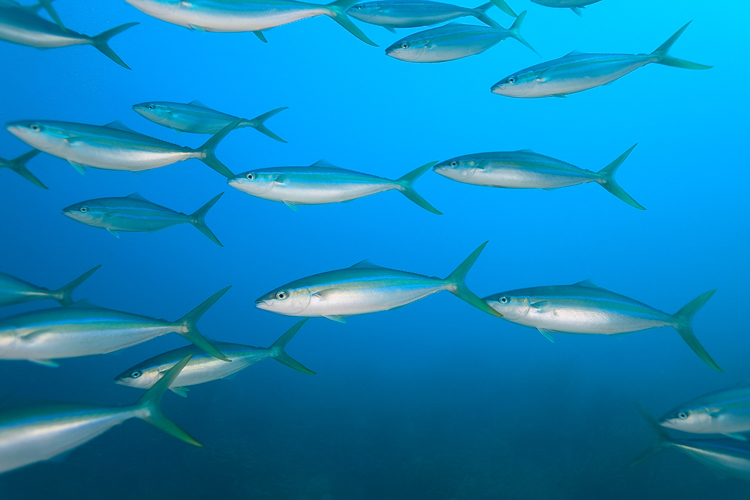 Rainbow Runner